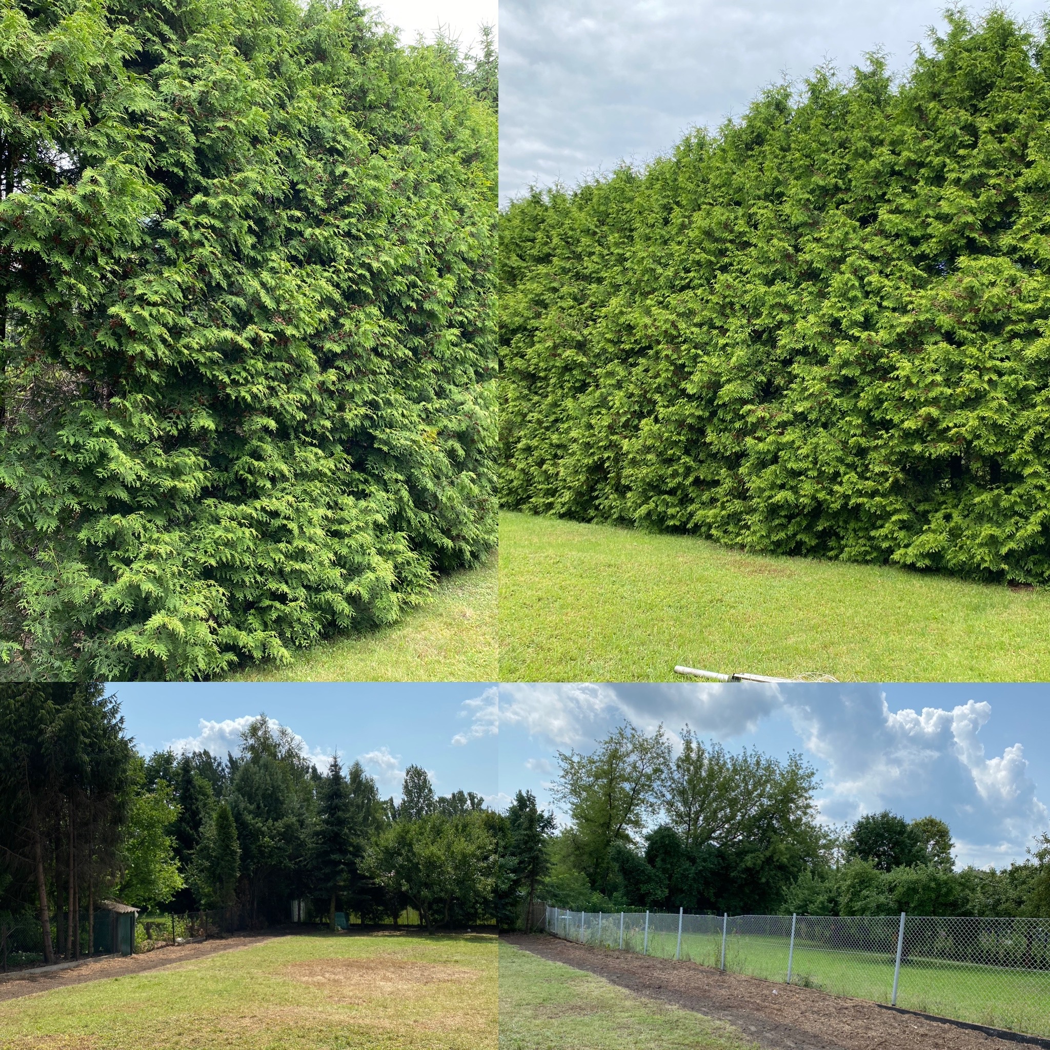 Kompozycja czterech ujęć ogrodu: gęsty żywopłot z tuj, trawnik, domek narzędziowy otoczony drzewami i ogrodzenie siatkowe oddzielające trawnik od drzew.