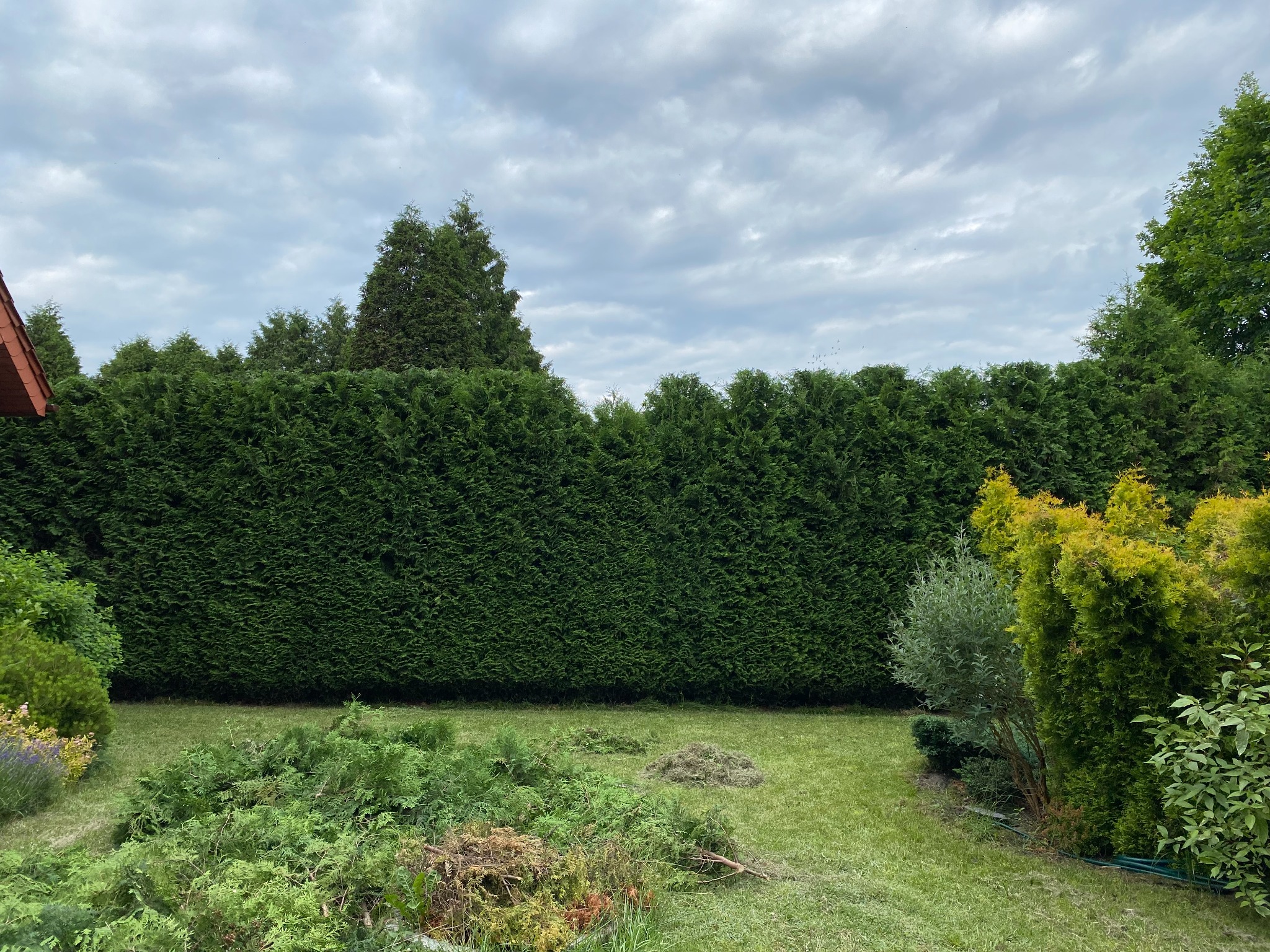 Przycięty żywopłot z tui szmaragd, na trawniku leżą gałęzie po przycinaniu, widoczne inne drzewa i krzewy, pochmurne niebo.