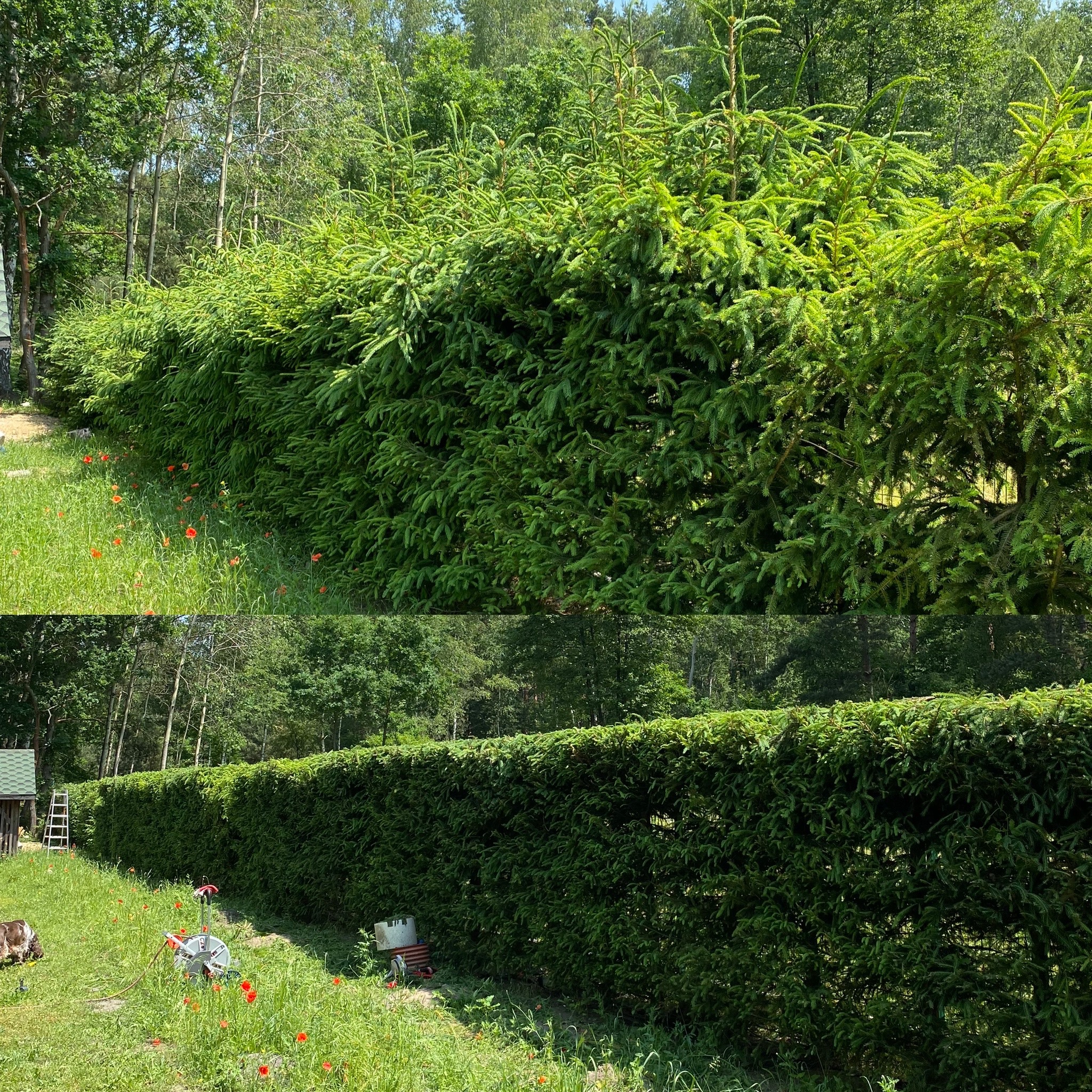 Formowana, gęsta, zielona ściana z iglaków, po lewej stronie łąka z czerwonymi makami, w tle drzewa liściaste.