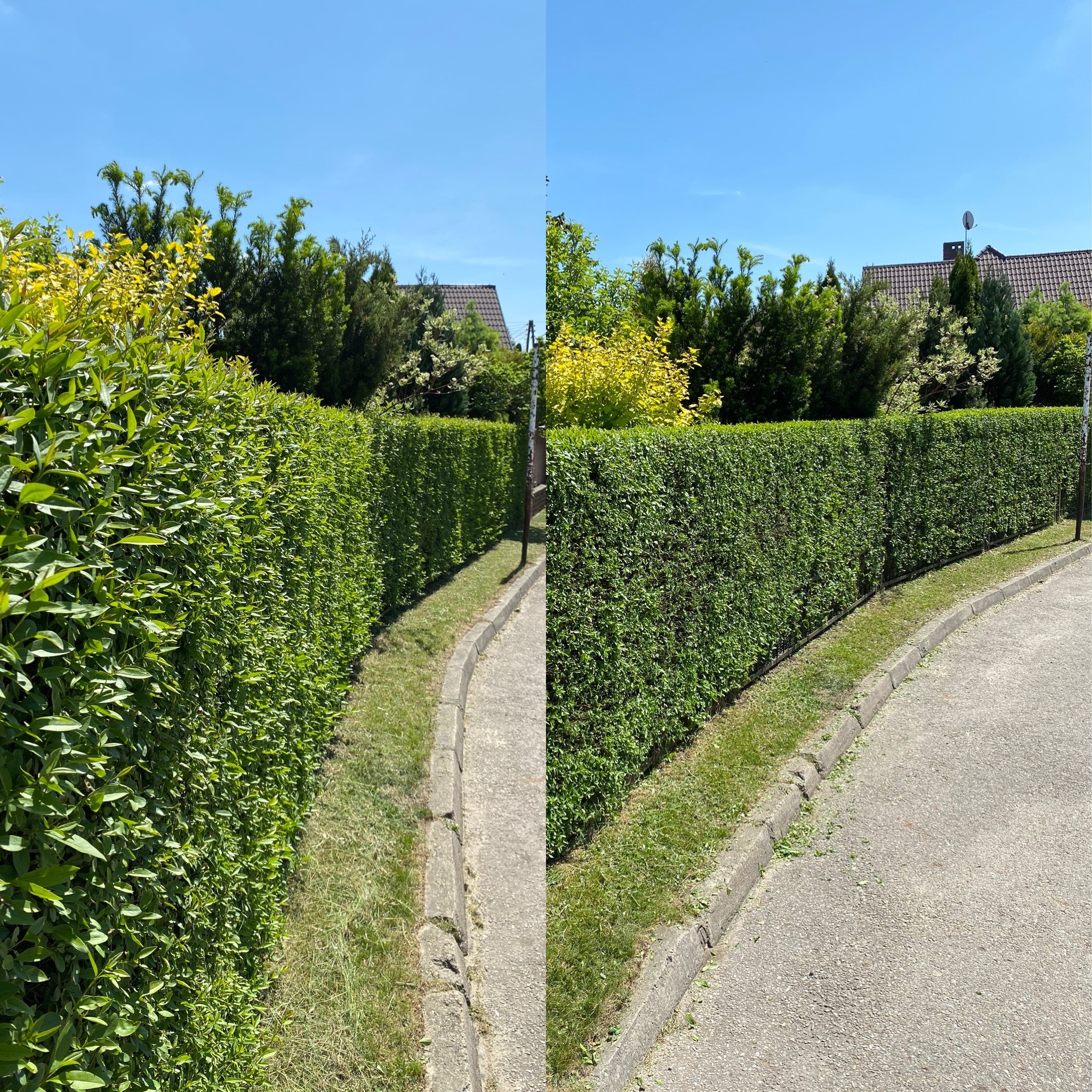 Porównanie dwóch fragmentów żywopłotu: po lewej stronie przed, po prawej po przycięciu, widoczne ślady po cięciu na chodniku, w tle zabudowa jednorodzinna