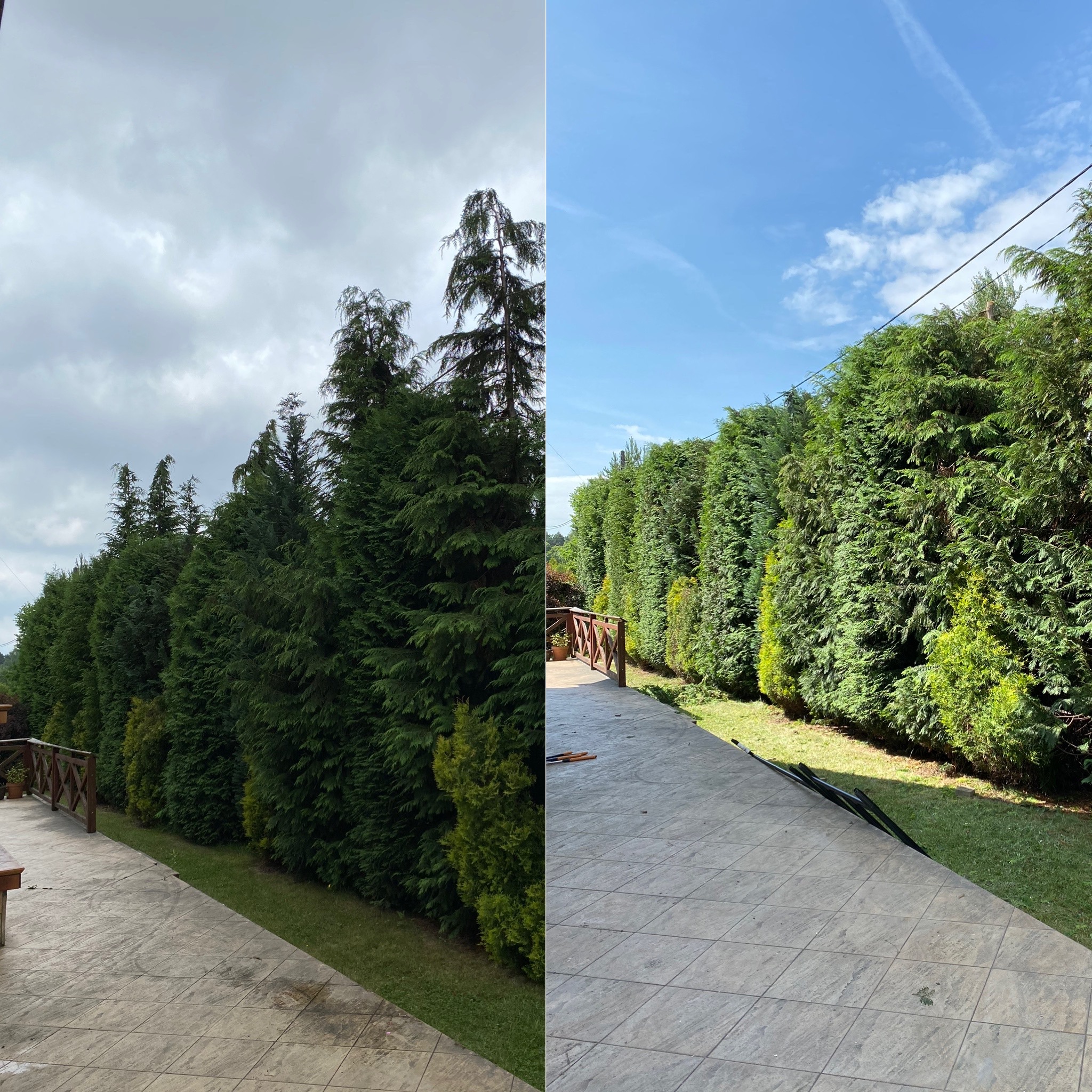 Porównanie rzędu tuj przed i po przycięciu. Po lewej stronie tuje przed zabiegiem, widoczne chmurne niebo. Po prawej stronie tuje po przycięciu, widoczne niebieskie niebo i przycięta trawa.