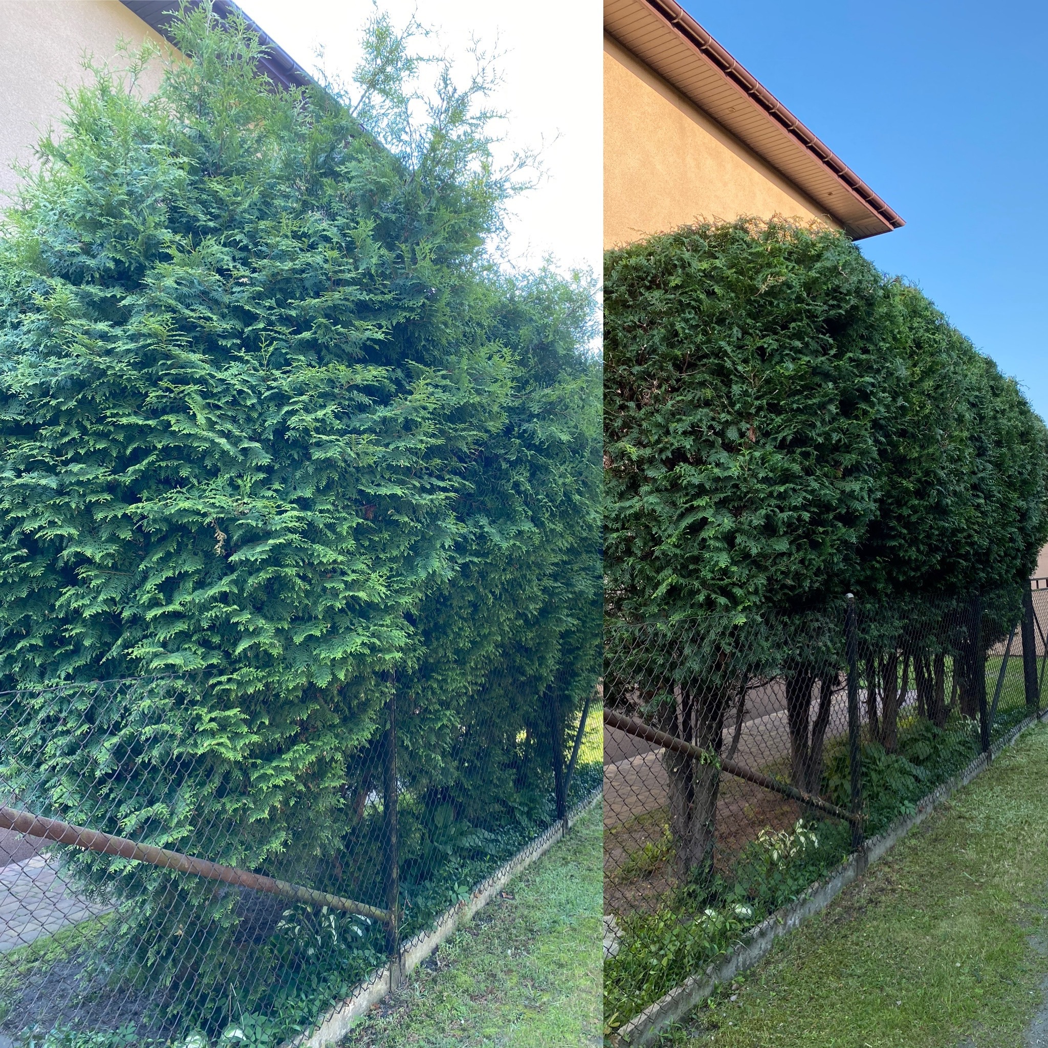 Porównanie tui szmaragd przed i po formowaniu. Po lewej stronie nieprzycięta, rozrośnięta tuja, po prawej stronie rząd równo przyciętych tui, tworzących zielony żywopłot wzdłuż ogrodzenia.