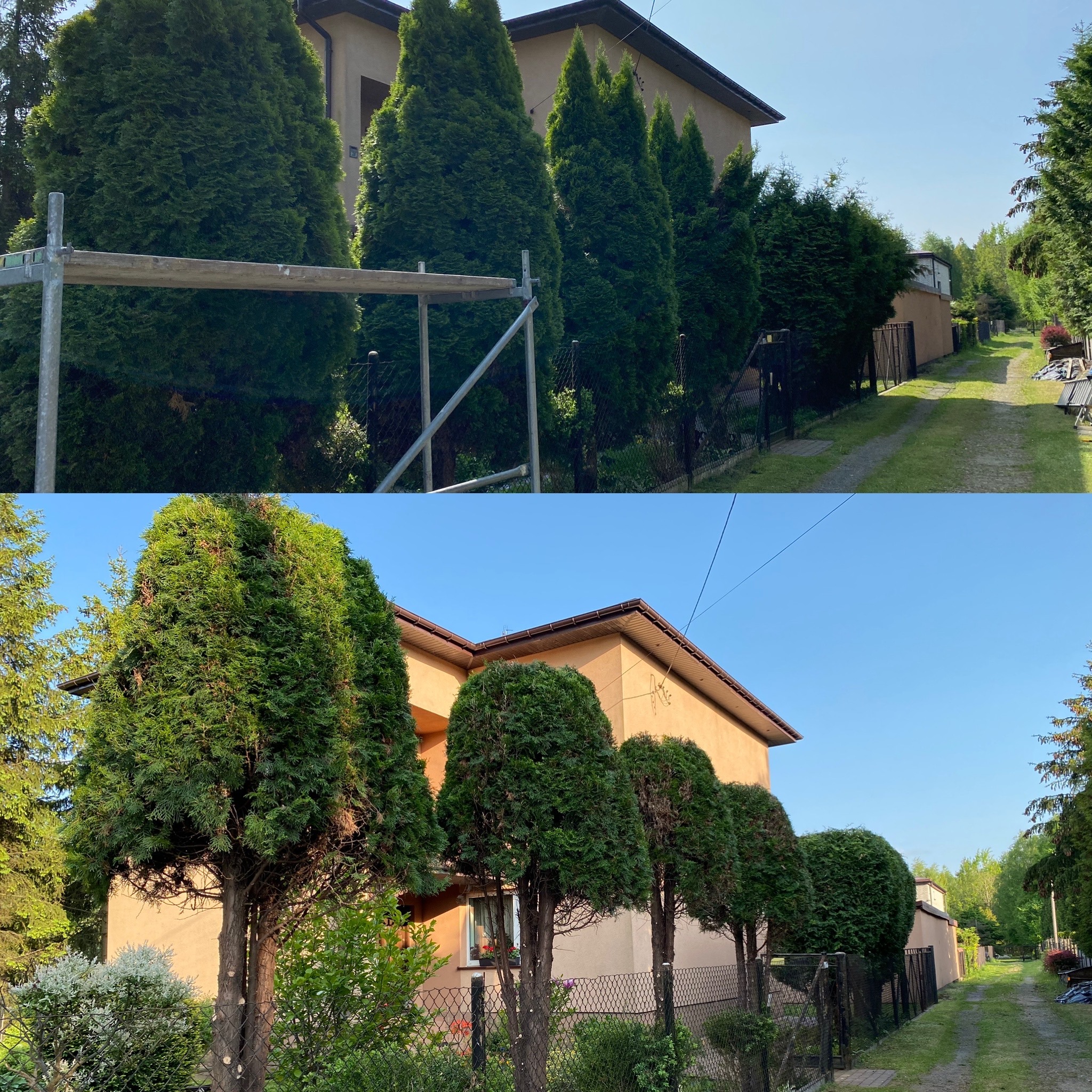 Porównanie tui szmaragd przed i po formowaniu korony, widoczne rusztowanie przy nieprzyciętych drzewach.