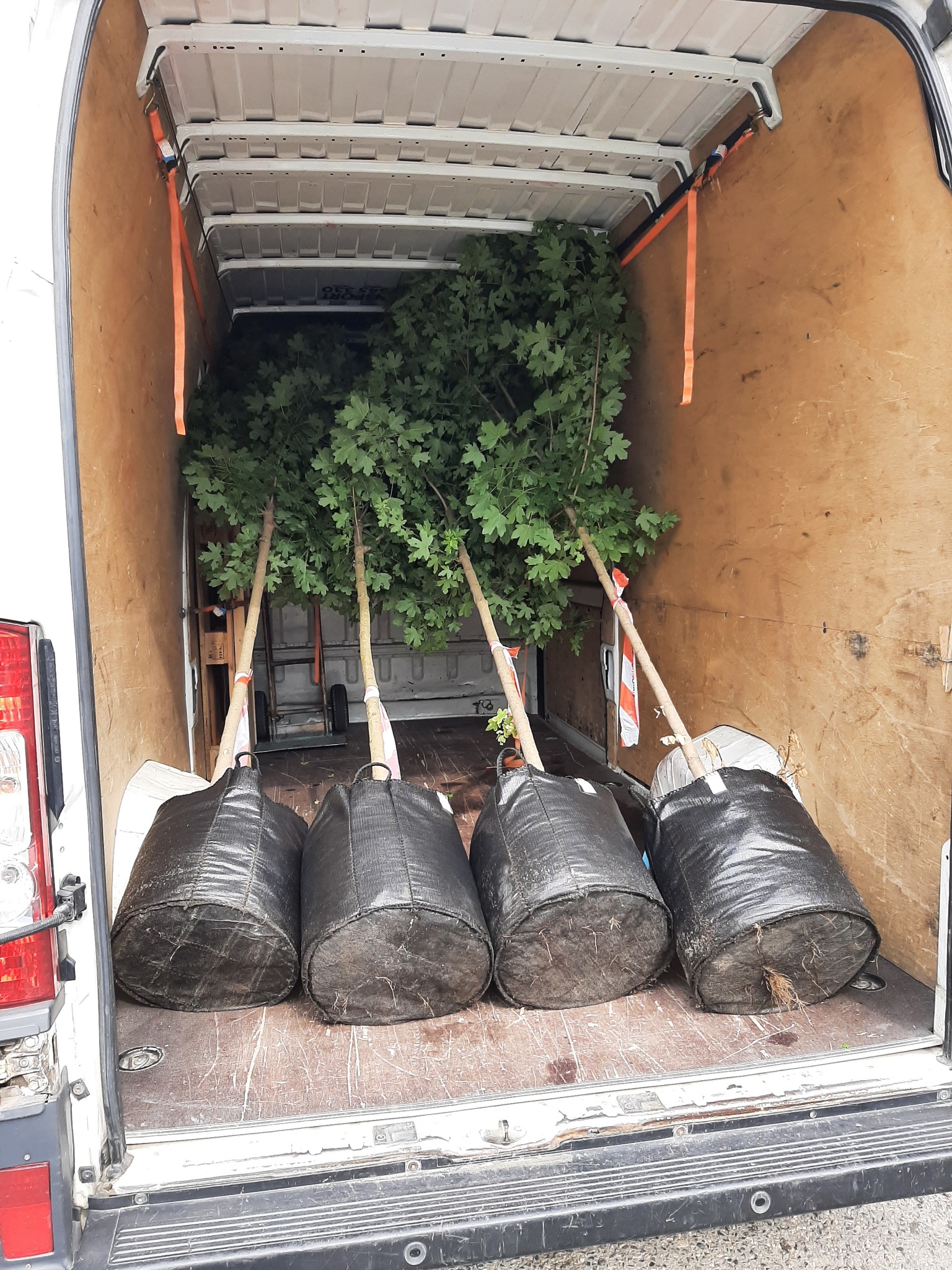 Wnętrze dostawczego busa z czterema młodymi drzewami w czarnych workach, zabezpieczonymi pomarańczowymi pasami transportowymi.