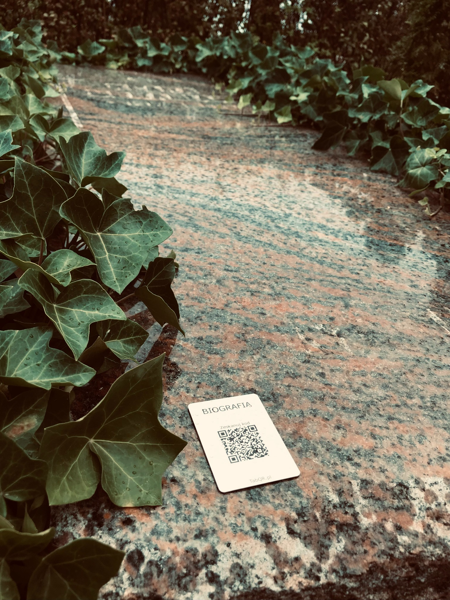 Granitowa płyta z bliska, porośnięta bluszczem, z wizytówką z kodem QR leżącą na powierzchni.
