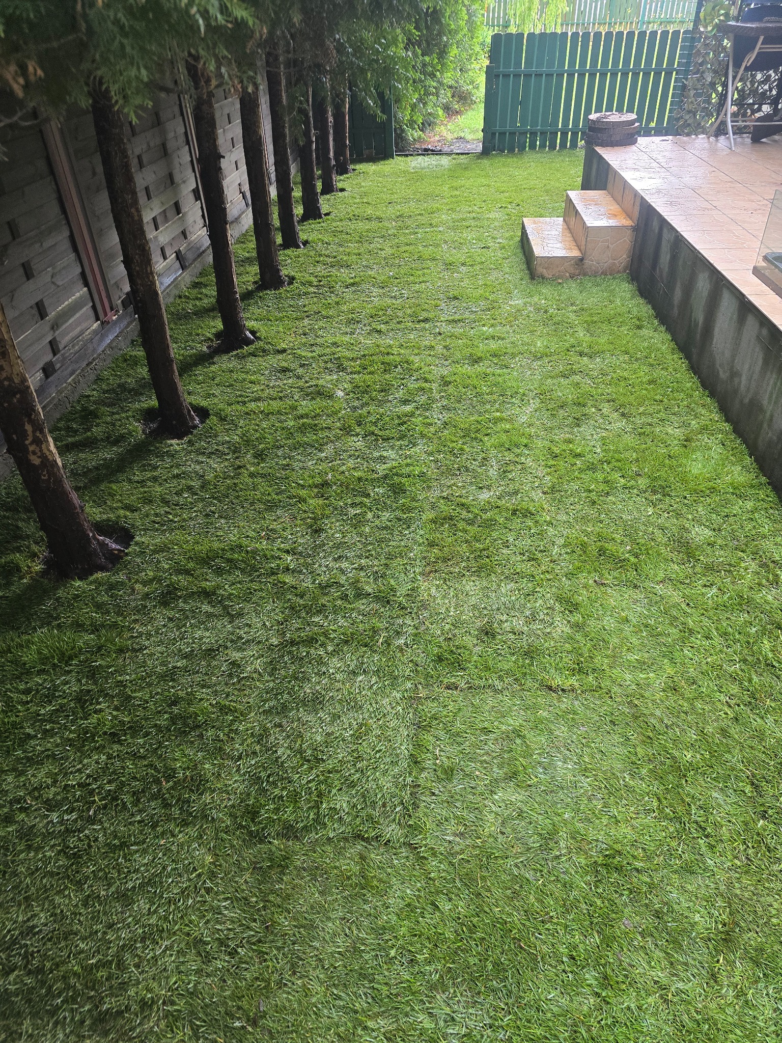 Świeżo ułożona, soczysta trawa z rolki w ogrodzie, widok z góry, z rzędem drzew wzdłuż drewnianego ogrodzenia i kamiennymi schodkami prowadzącymi na taras.