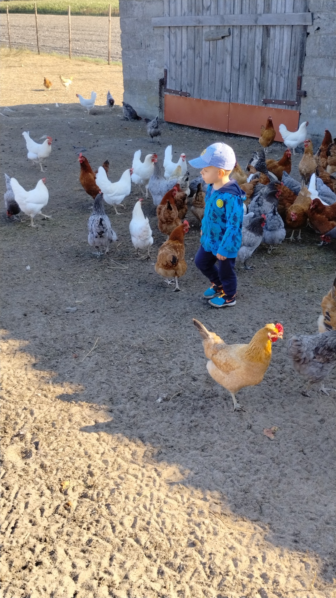 Chłopiec w niebieskiej bluzie i czapce otoczony przez kury różnych ras na podwórku wiejskim z drewnianą stodołą w tle.