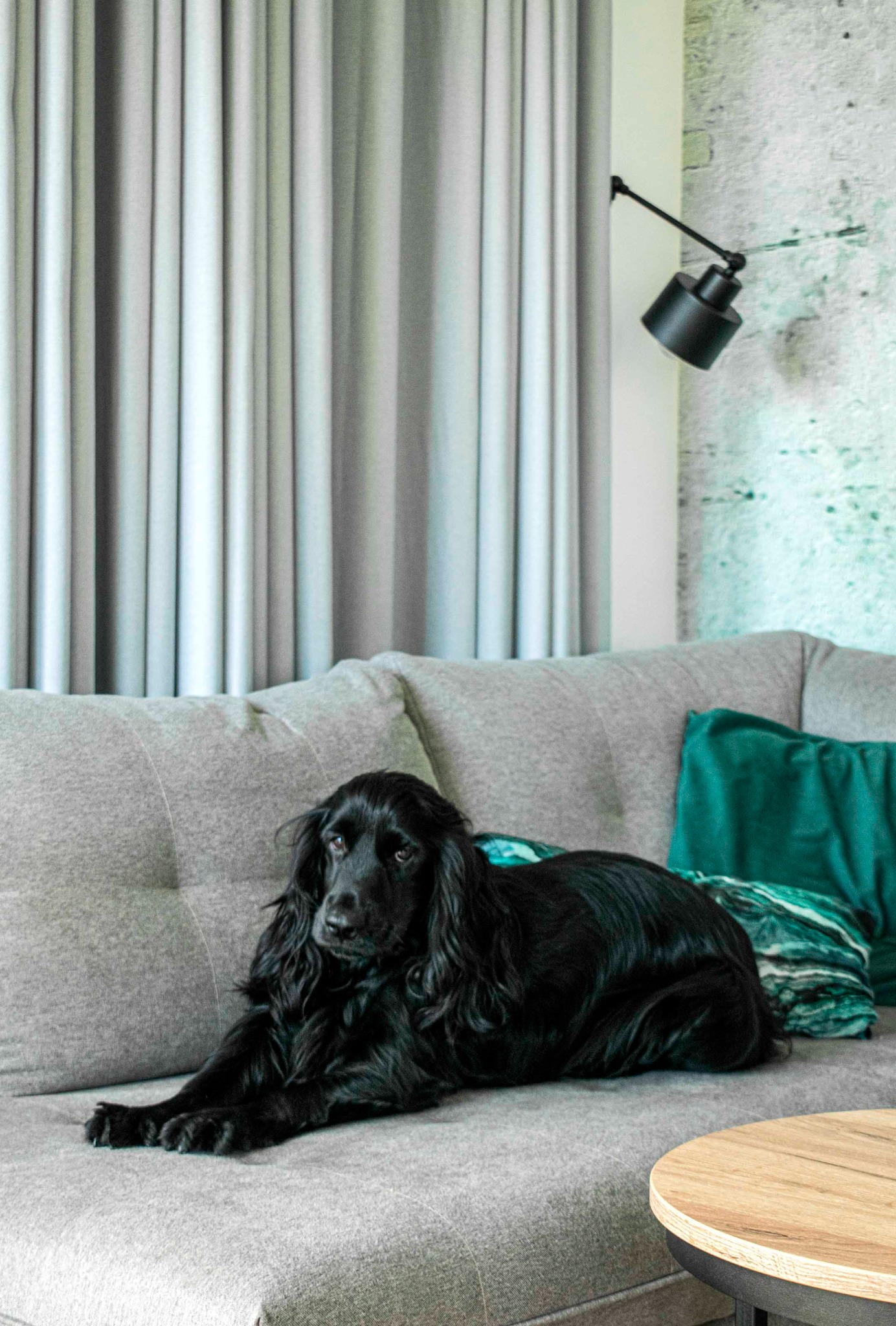 Czarny spaniel leży na szarym, tapicerowanym sofie z guzikami, obok zielonych poduszek, na tle zasłon w szaro-białe pasy i ściany z efektem betonu, oświetlonej czarną lampą.
