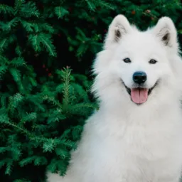 Uśmiechnięty pies rasy Samoyed na tle gęstych, ciemnozielonych gałęzi drzewa iglastego.