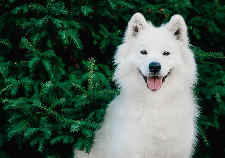 Uśmiechnięty pies rasy Samoyed na tle gęstych, ciemnozielonych gałęzi drzewa iglastego.