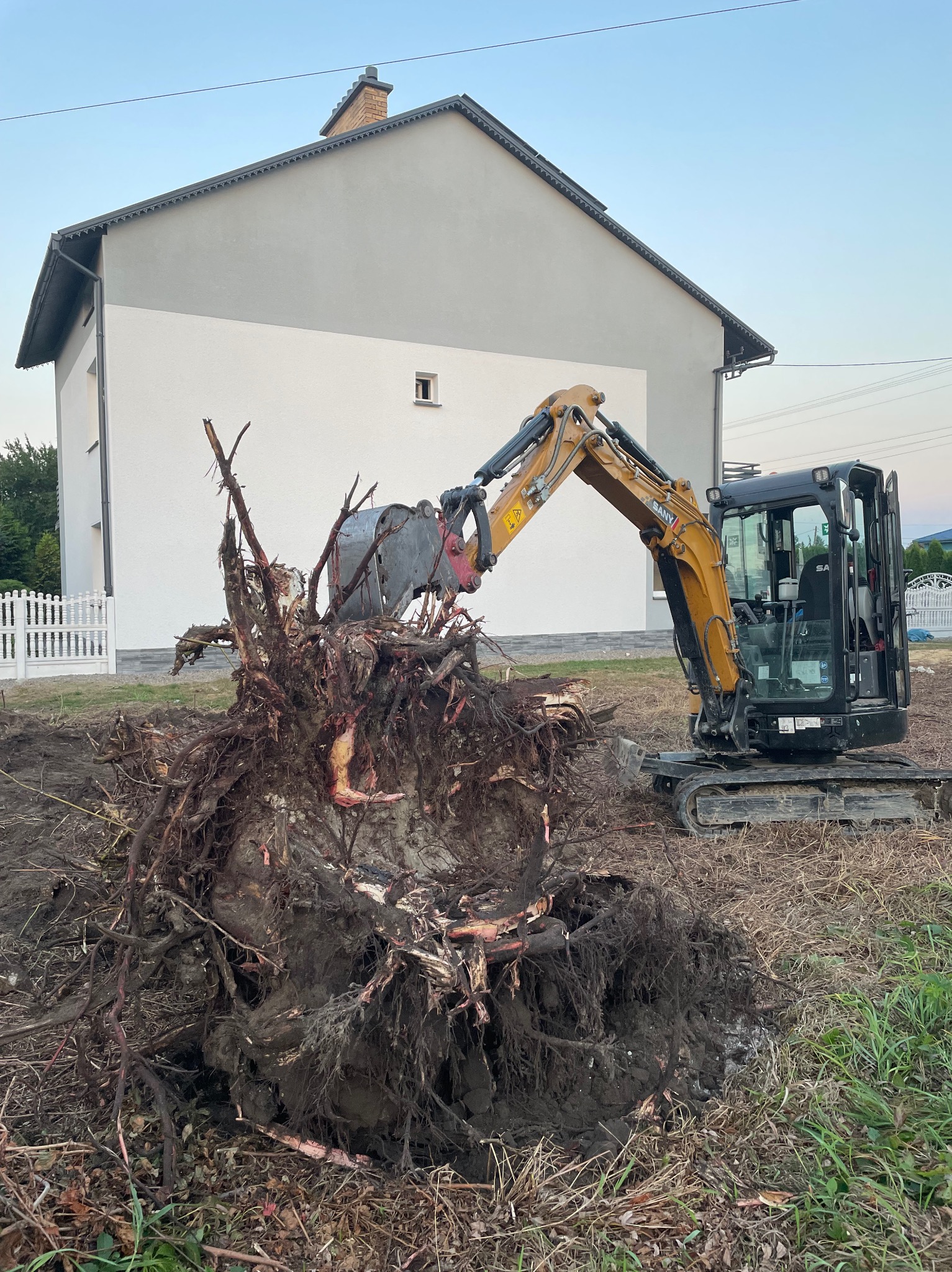 Żółto-czarna mini koparka SANY z chwytakiem usuwa duży, wykopany pień drzewa z korzeniami na tle białego domu z szarym dachem.