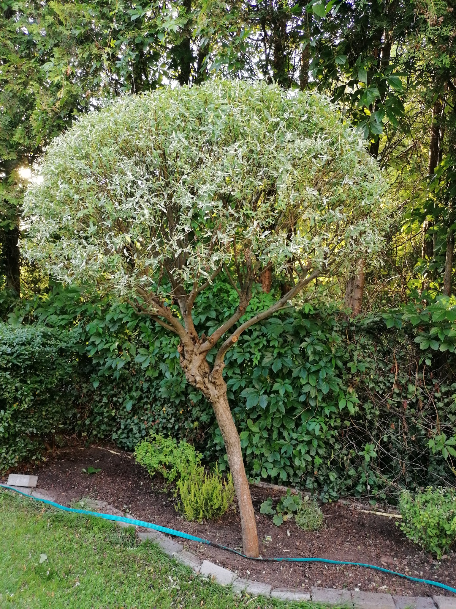 Kompaktowe drzewo o kulistej koronie i biało-zielonych liściach, posadzone w ogrodzie z niskim żywopłotem w tle, widoczny fragment niebieskiego węża ogrodowego.