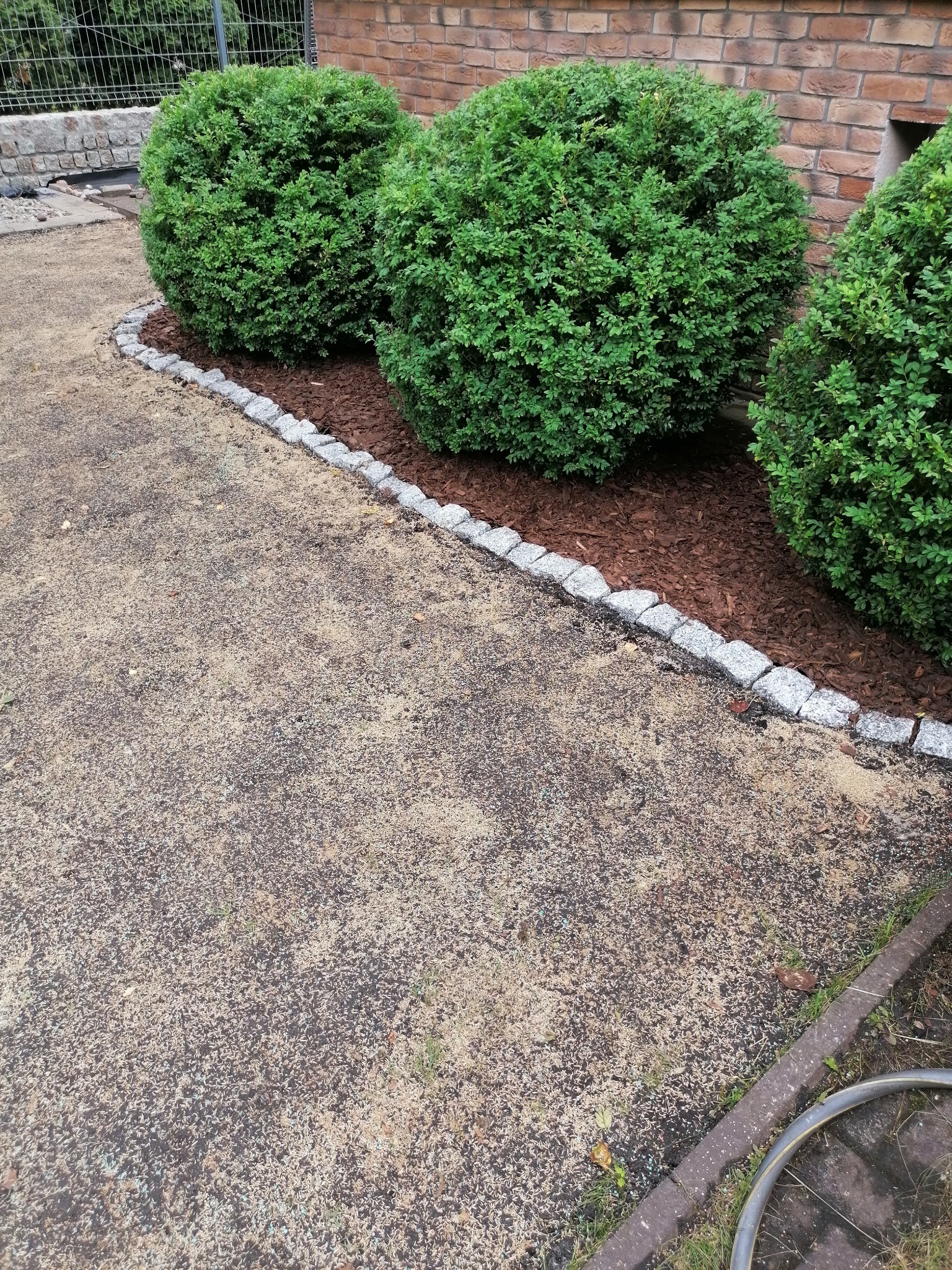 Kształtne, kuliste krzewy ozdobne obsypane korą, oddzielone granitową kostką od powierzchni wysypanej drobnym żwirem, przy ścianie z czerwonej cegły.