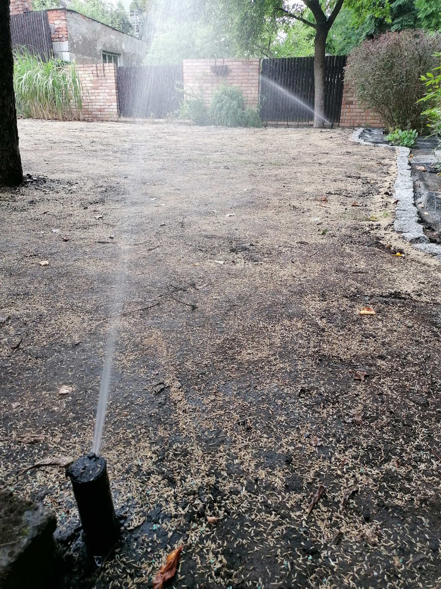 Automatyczny zraszacz nawadnia świeżo posiany trawnik z nasion, w tle widoczny płot z cegły i drewniane ogrodzenie.