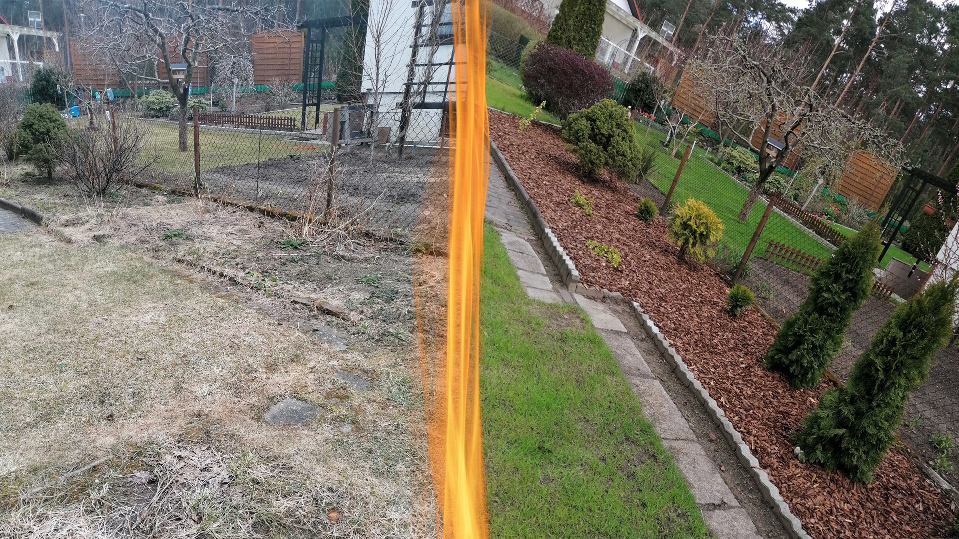 Porównanie stanu ogrodu przed i po: zaniedbany trawnik kontra zadbany ogród z korą, tujami i zieloną trawą, oddzielone pomarańczową linią. Widoczna siatka ogrodzeniowa.