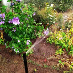 Automatyczny system nawadniania w ogrodzie z kwitnącymi hibiskusami, zraszacz w trakcie pracy, ziemia wokół wilgotna.