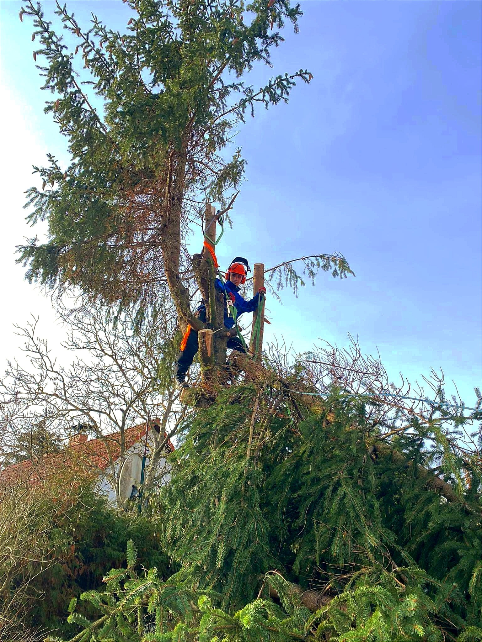 Arborysta w pomarańczowym kasku i niebieskiej kurtce, zabezpieczony linami, przycina wysokie drzewo iglaste na tle błękitnego nieba.