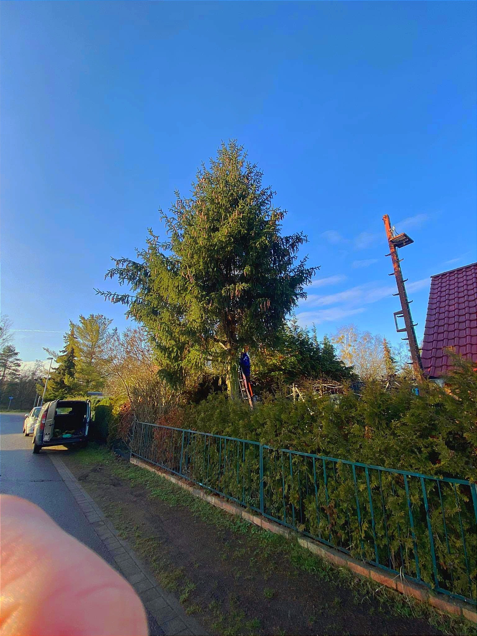 Pracownik na drabinie obok wysokiej choinki, przygotowuje się do przycinania gałęzi, na tle błękitnego nieba, widoczny samochód dostawczy z otwartym bagażnikiem i specjalistyczny podnośnik koszowy.