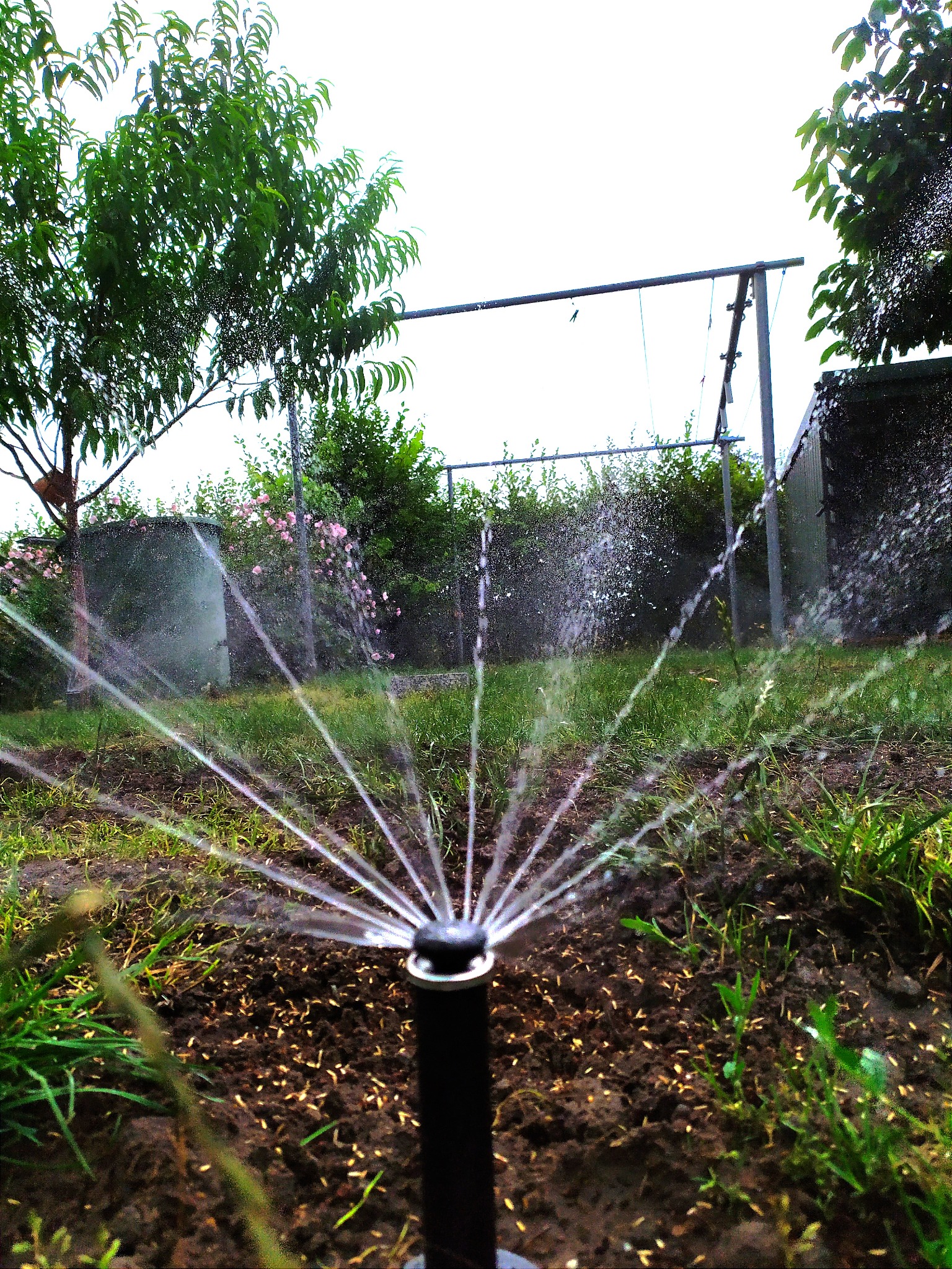 Niski kąt ujęcia na działający zraszacz rotacyjny nawadniający świeżo przygotowaną glebę z nasionami, widoczne drzewa i krzewy w tle.