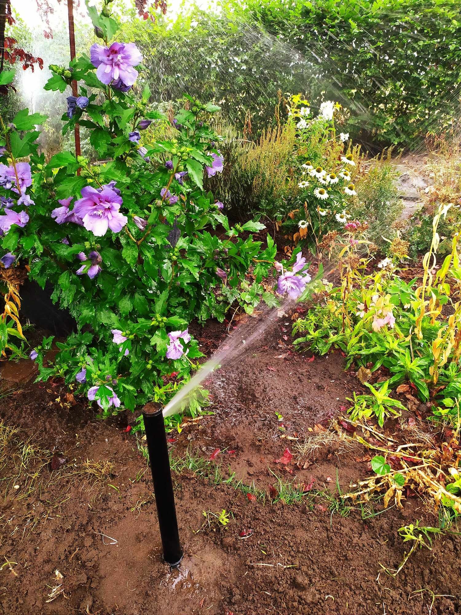 Automatyczny system nawadniania w ogrodzie z kwitnącymi hibiskusami, zraszacz w trakcie pracy, ziemia wokół wilgotna.