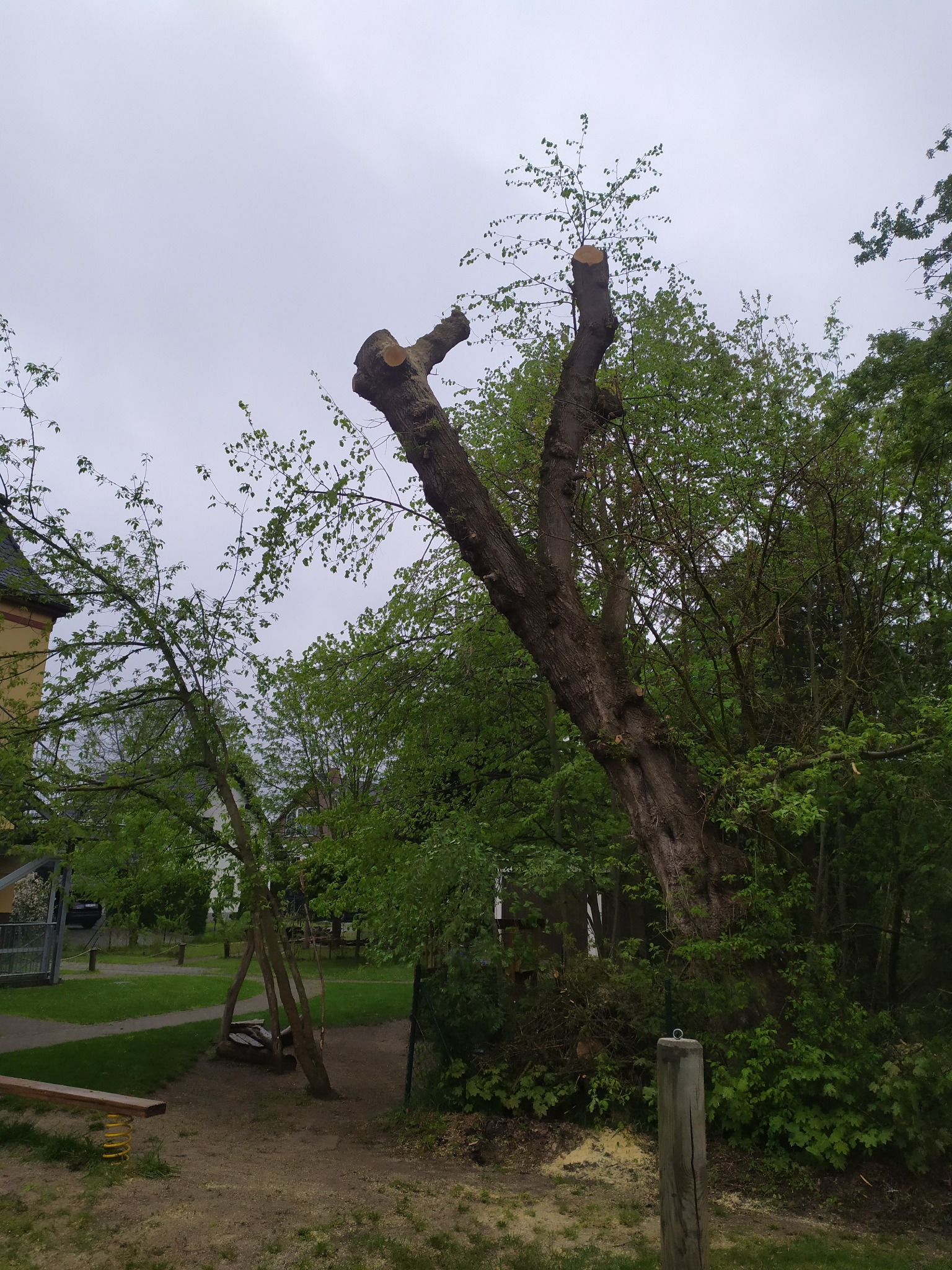 Ogołocone drzewo z grubym pniem i obciętymi gałęziami, widoczne świeże cięcia, w tle zieleń drzew i krzewów, pochmurne niebo.