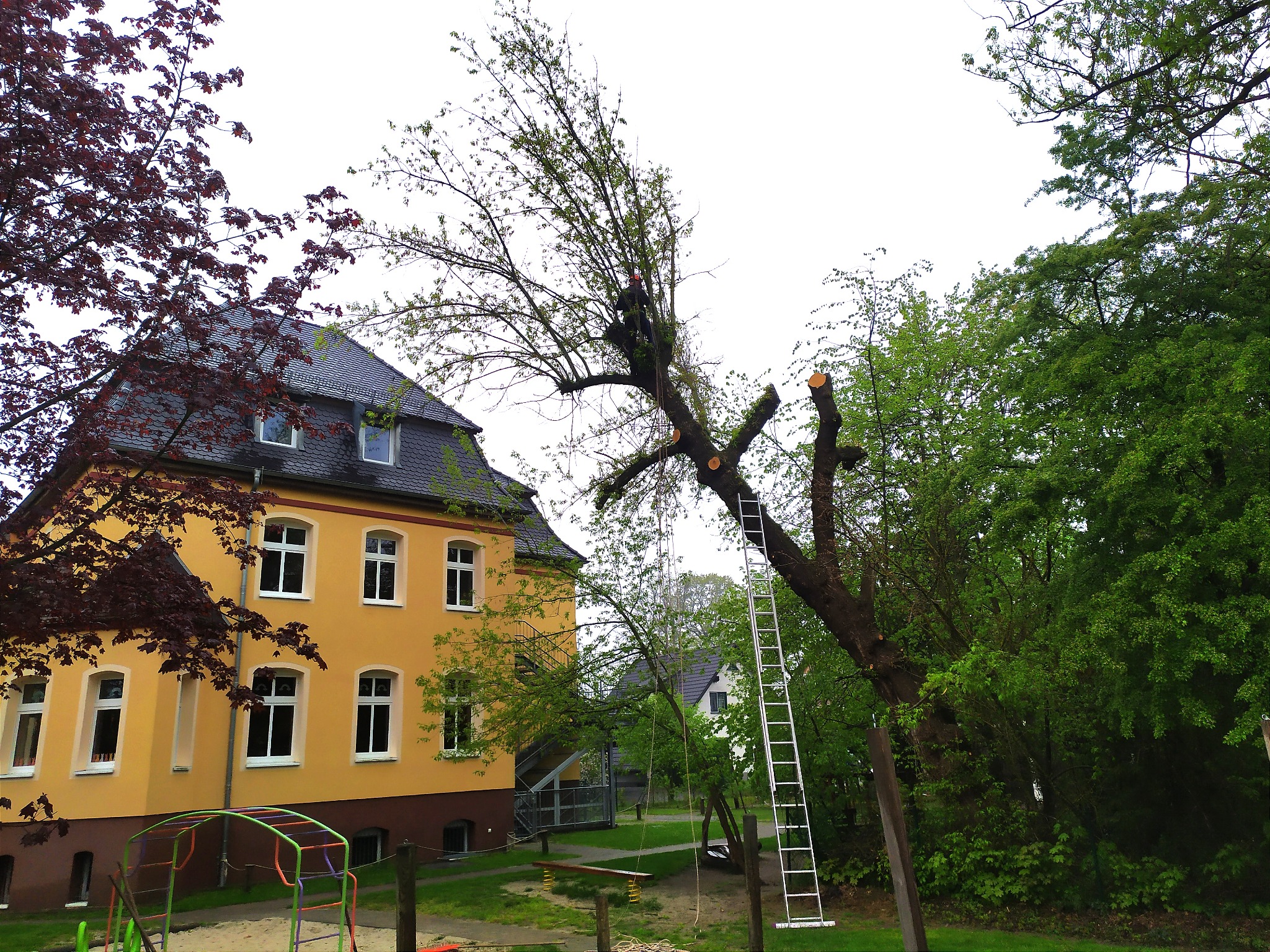 Drzewo po przycince z drabiną opartą o pień, widoczny budynek z żółtą elewacją i plac zabaw w tle.