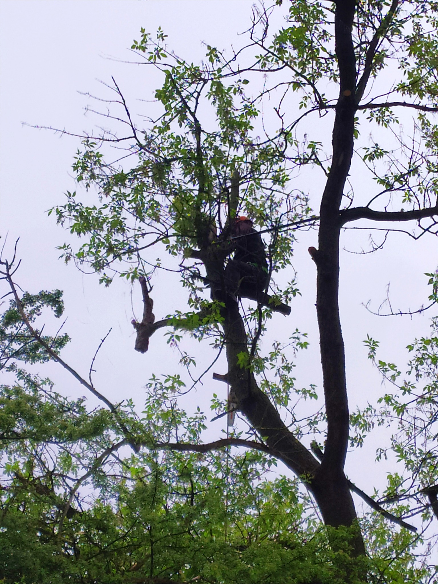 Arborysta w uprzęży, w koronie drzewa, przycina gałęzie piłą spalinową, widok od dołu na tle pochmurnego nieba.