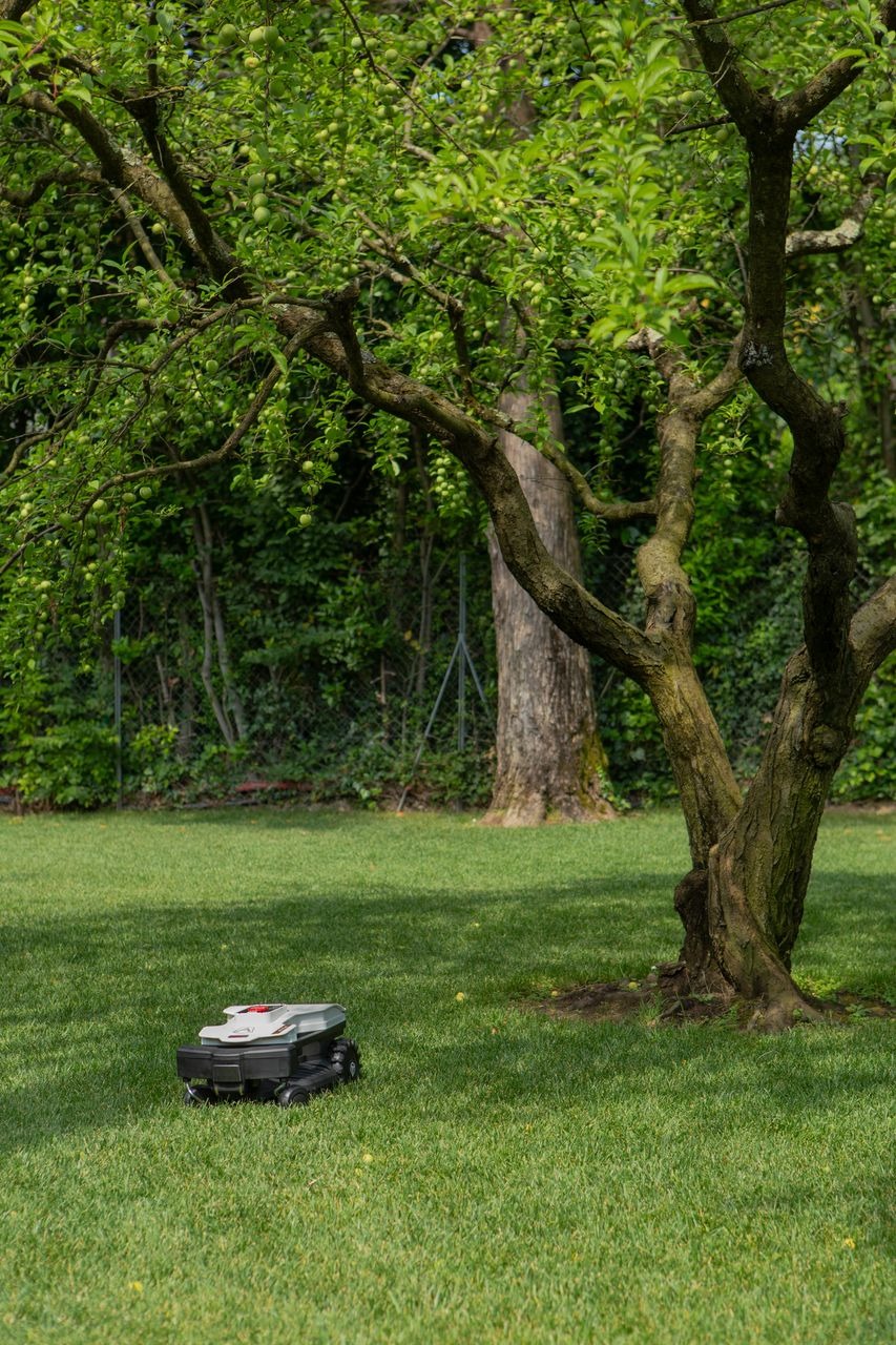 Robot koszący trawę na zielonym trawniku pod drzewem w Żarkach Wielkich.