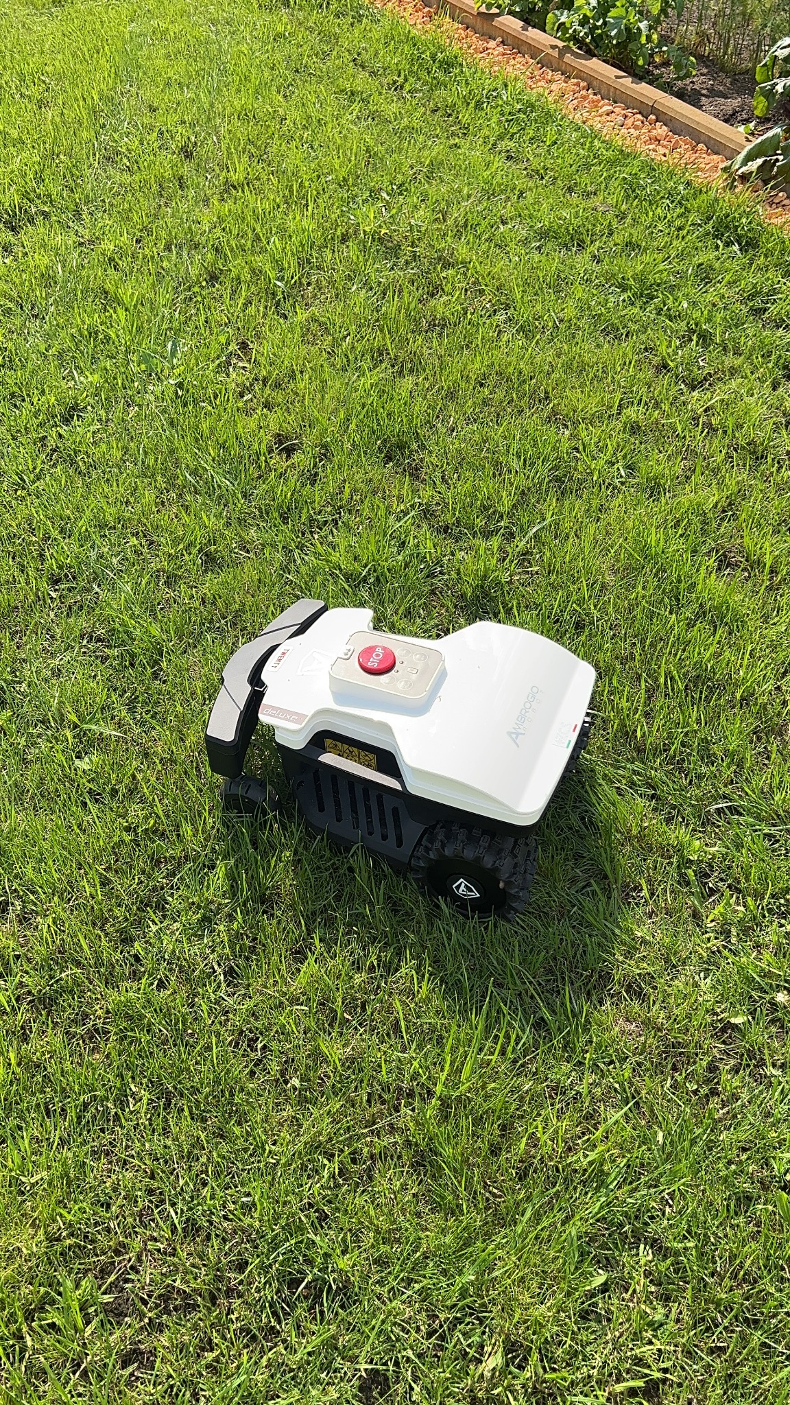 Automatyczna kosiarka Ambrogio Deluxe na trawniku, widok z góry, świeżo skoszona trawa, obrzeże rabaty w tle.