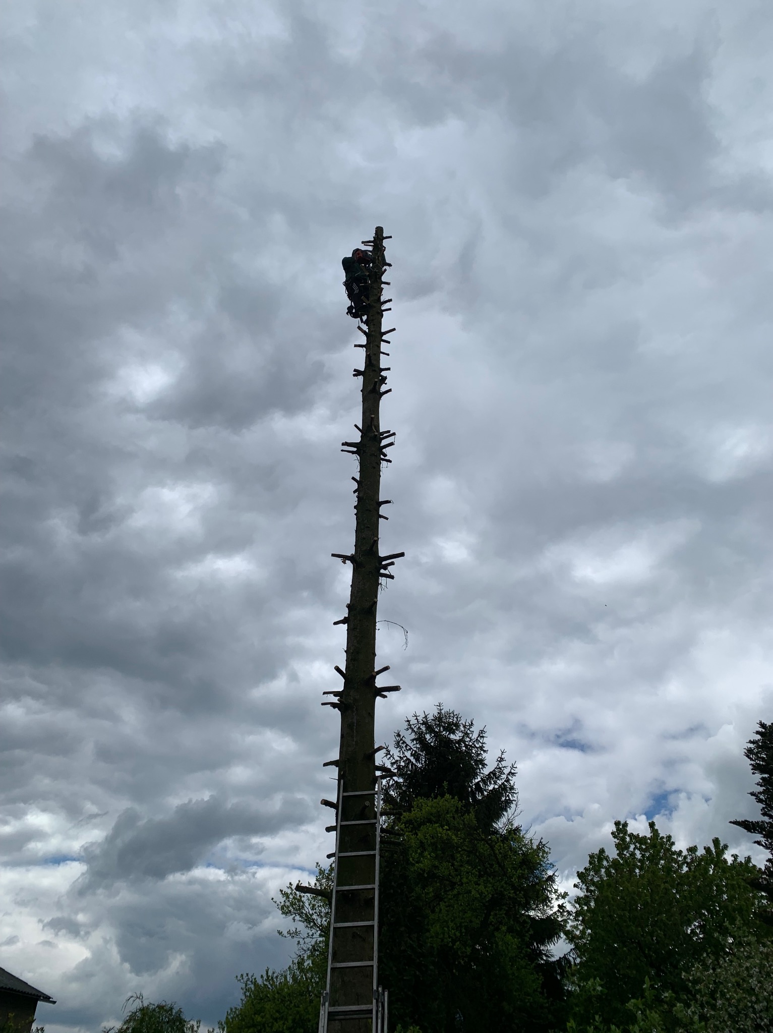 Mężczyzna w uprzęży na szczycie wysokiego, ogołoconego z gałęzi drzewa, z drabiną opartą o pień, na tle pochmurnego nieba.