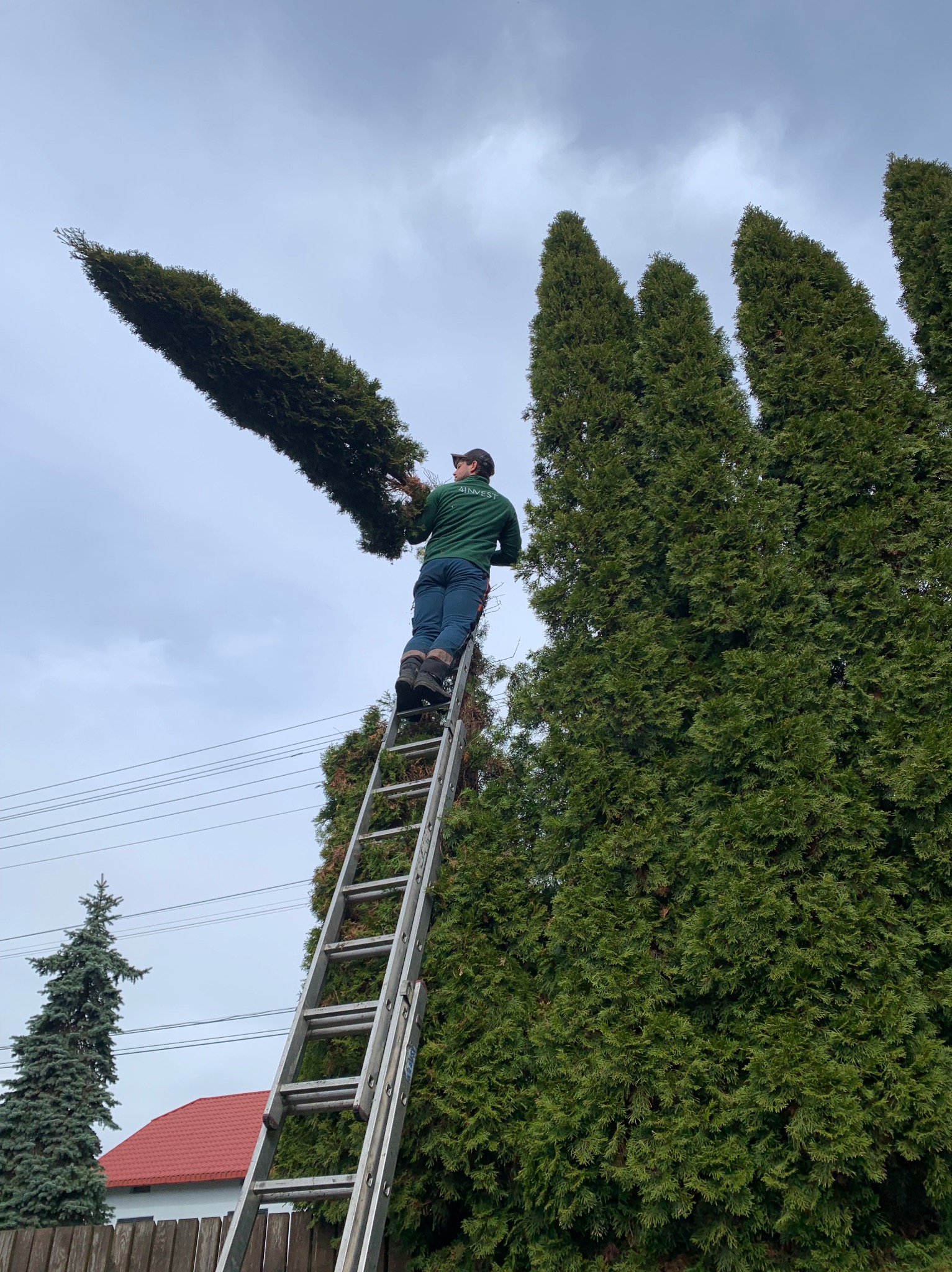 Pracownik na drabinie, w trakcie formowania żywopłotu z tui, odcięta gałąź w rękach, widok z dołu na pochmurne niebo.