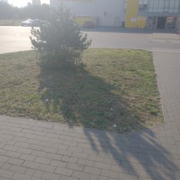 Sebastian Małolepszy - Młoda sosna zasadzona na trawniku przed budynkiem Brico Marche, widoczne zaparkowane samochody i chodnik z kostki brukowej.