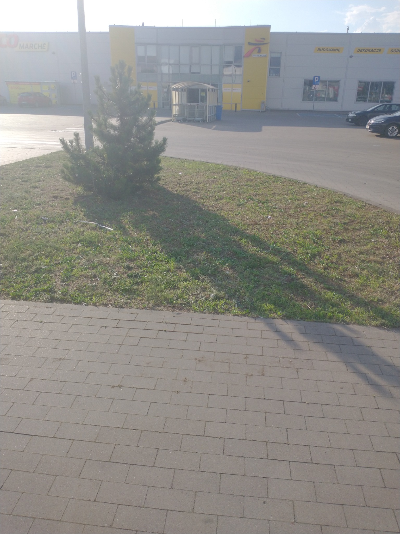 Świeżo posadzone małe drzewko iglaste na trawniku przed budynkiem handlowym w słoneczny dzień.