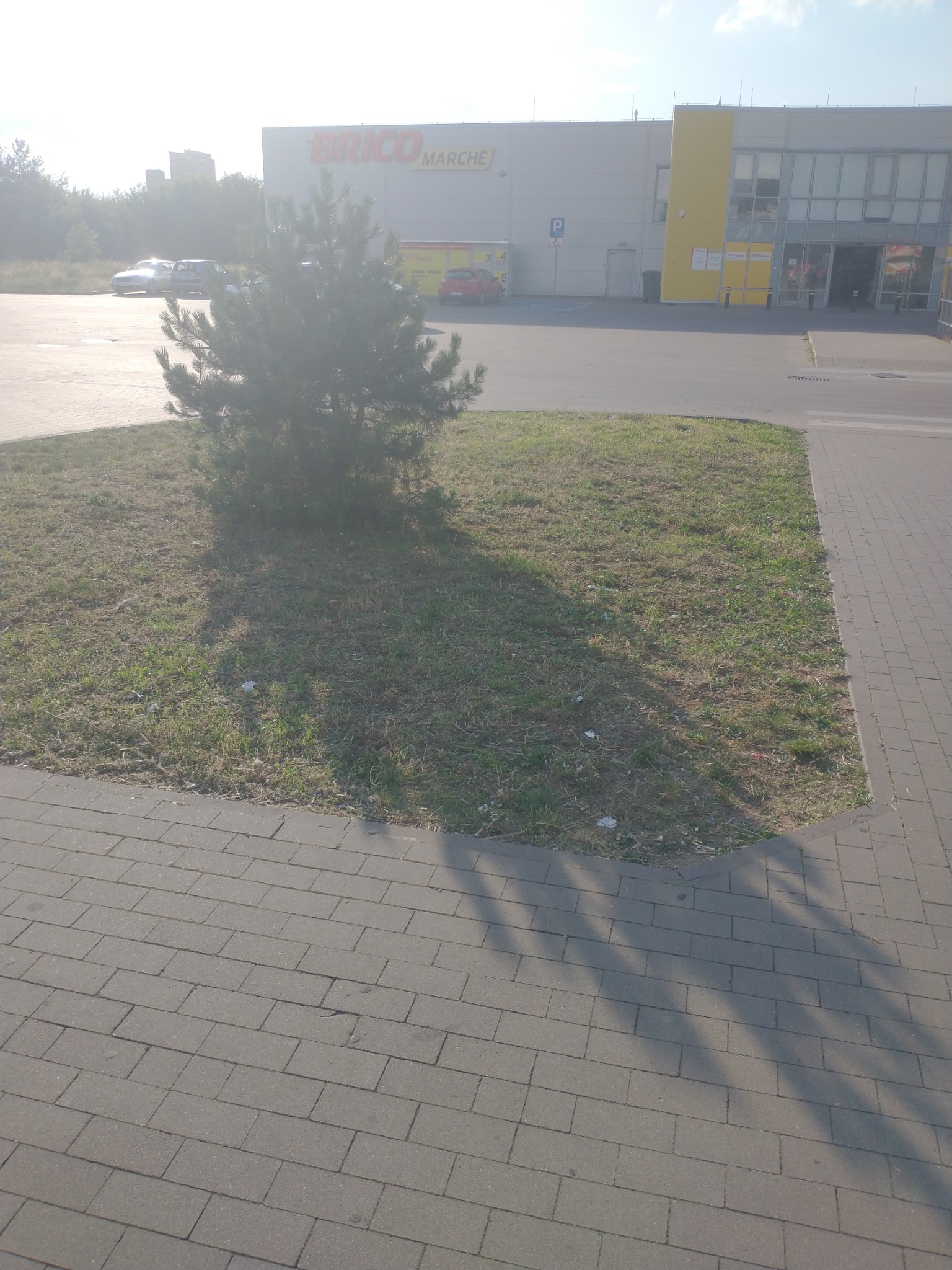 Młoda sosna zasadzona na trawniku przed budynkiem Brico Marche, widoczne zaparkowane samochody i chodnik z kostki brukowej.
