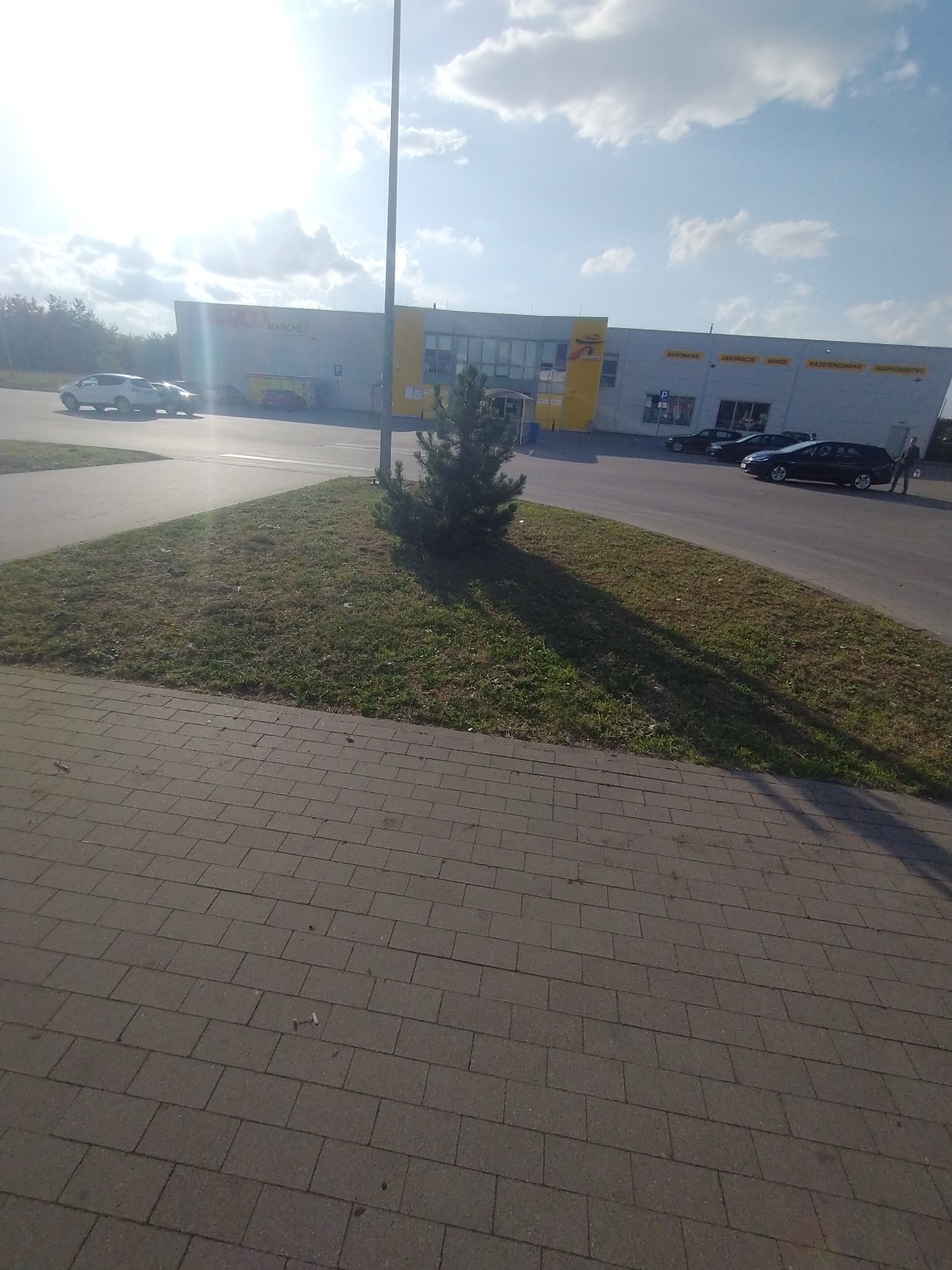 Niski świerk na trawniku przed budynkiem sklepu wielobranżowego w słoneczny dzień.