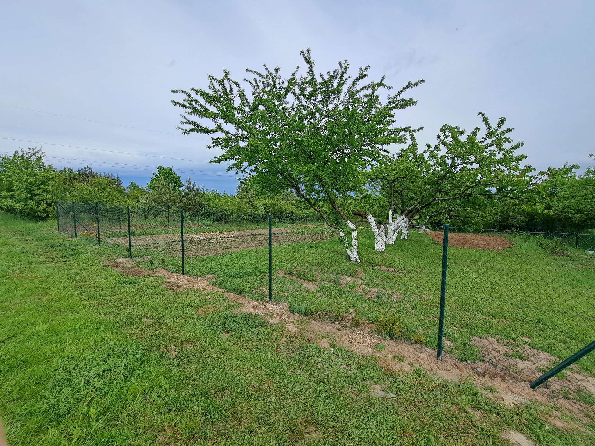 Nowe ogrodzenie z siatki leśnej na zielonym trawniku, z widocznymi drzewami i pomalowanym pniem drzewa w tle, pod pochmurnym niebem.