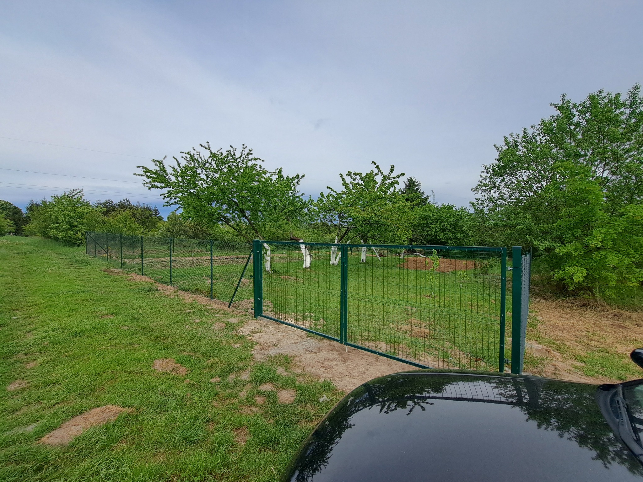Zielona, metalowa siatka ogrodzeniowa z otwartą bramą na tle zielonego ogrodu z drzewami owocowymi, widok zza samochodu.
