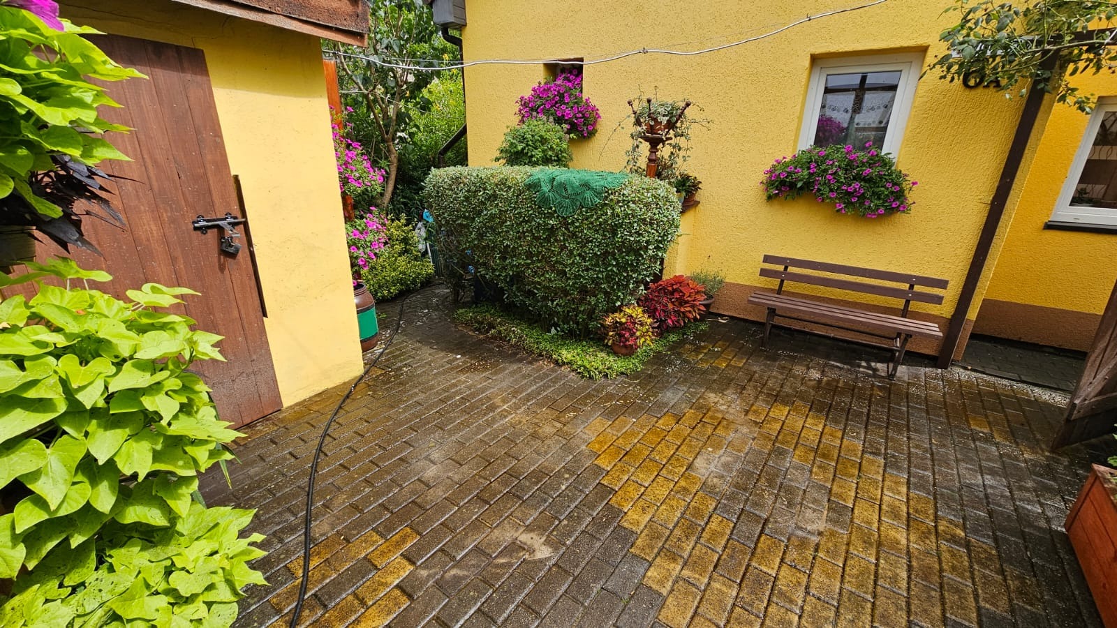 Częściowo umyta kostka brukowa na podwórku z żółtą elewacją budynku, kwiatami w oknach i przyciętym żywopłotem