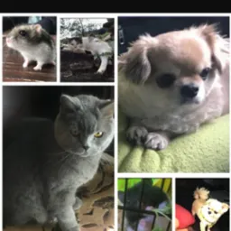 Mozaika zdjęć przedstawiająca różne zwierzęta domowe: chomika, kota brytyjskiego, psa rasy pekińczyk, kota śpiącego na murku i psa siedzącego w samochodzie.