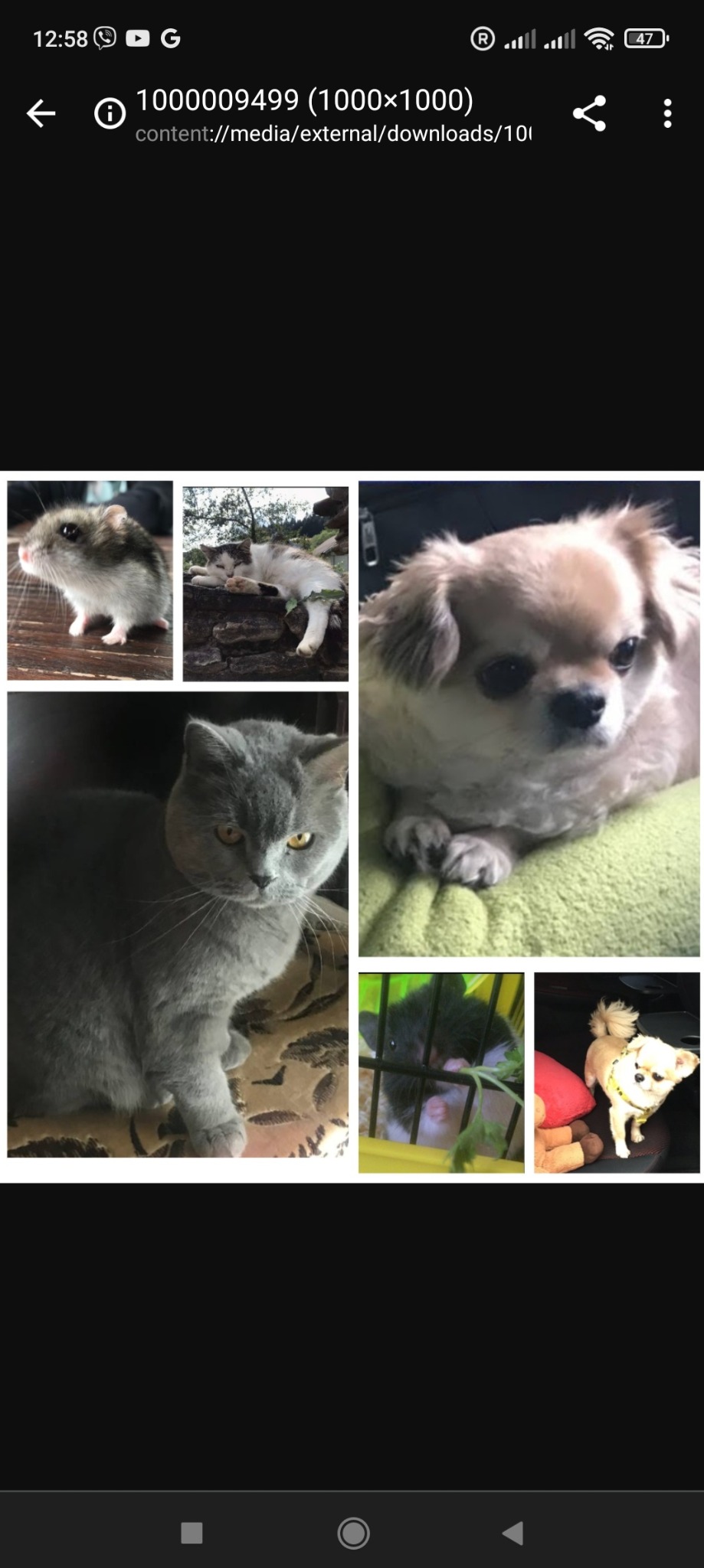 Mozaika zdjęć przedstawiająca różne zwierzęta domowe: chomika, kota brytyjskiego, psa rasy pekińczyk, kota śpiącego na murku i psa siedzącego w samochodzie.