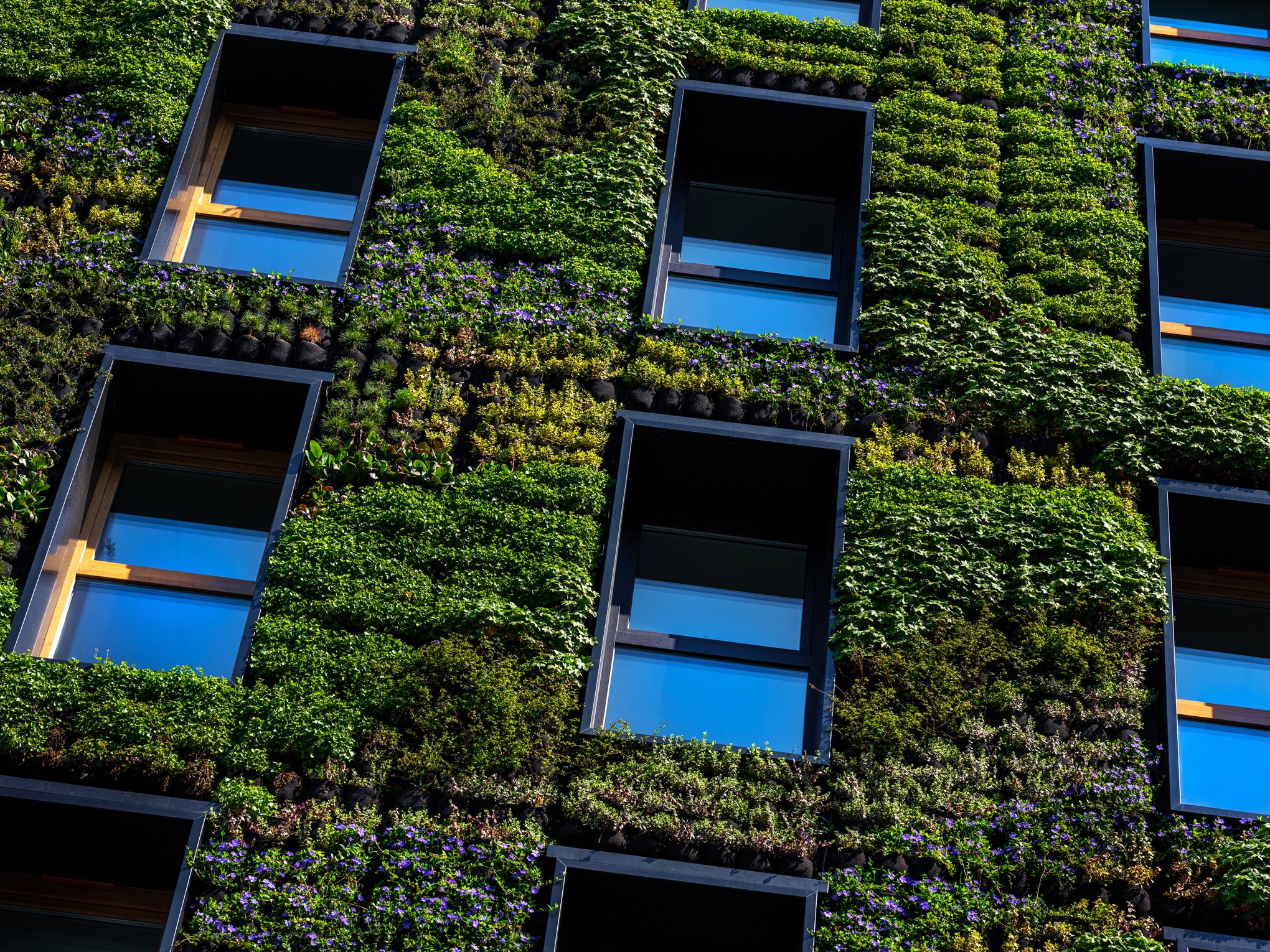 Fasada budynku Resi4Rent w Krakowie pokryta zieloną ścianą z roślin i fioletowych kwiatów, widoczne okna z odbijającym się niebieskim niebem.