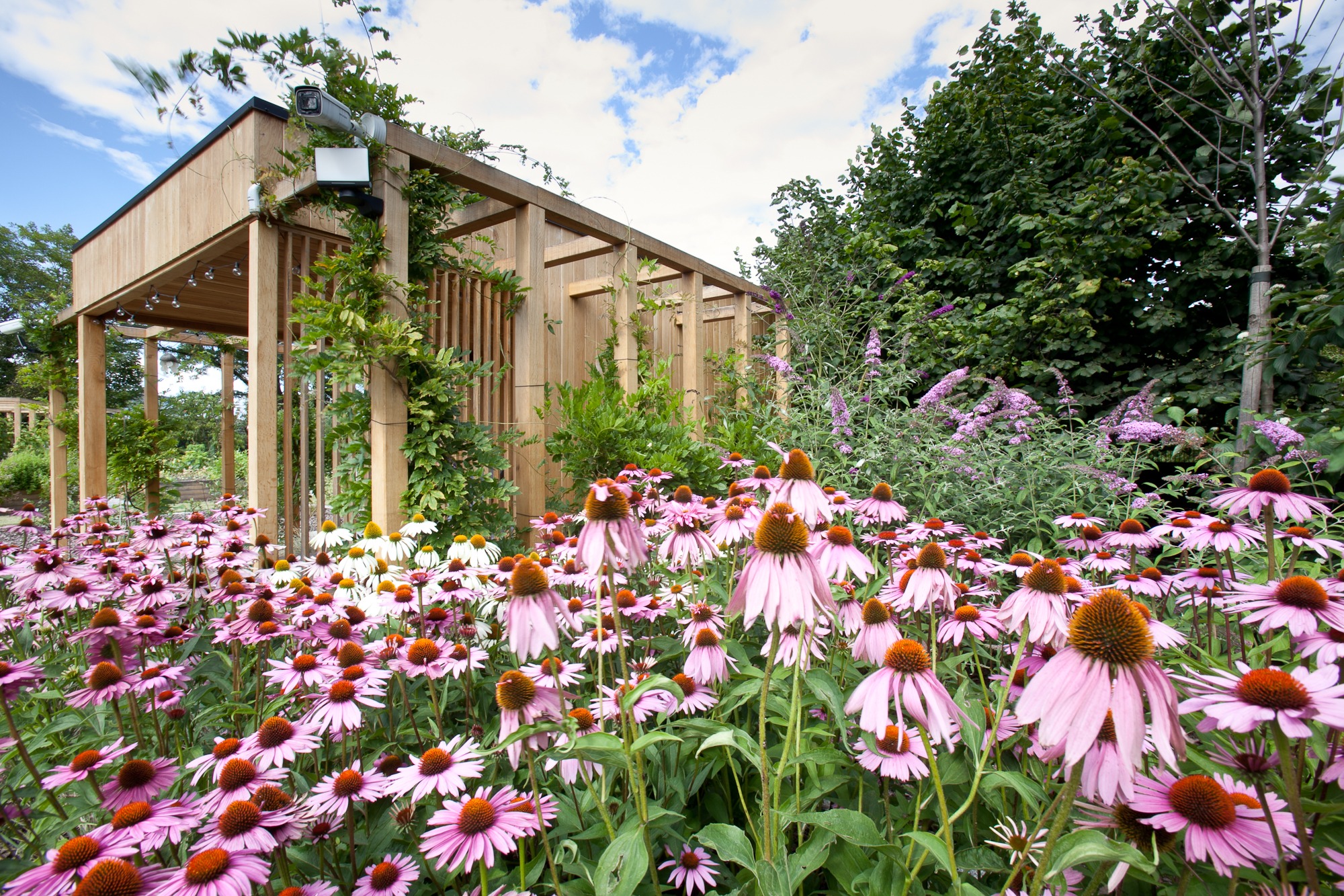 Drewniana konstrukcja z oświetleniem i kamerami monitoringu, porośnięta roślinnością, otoczona kwitnącymi jeżówkami w odcieniach różu i bieli, na tle błękitnego nieba z chmurami.