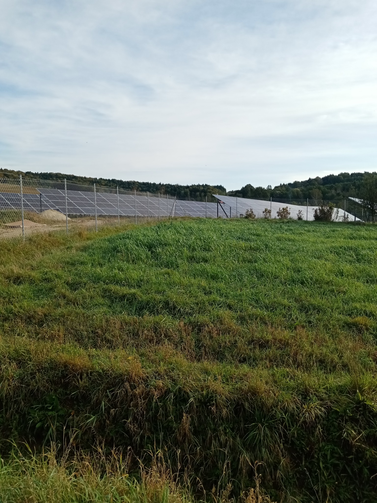 Rozległa farma paneli słonecznych za ogrodzeniem z siatki, widoczna z pola z wysoką trawą, w tle las i pochmurne niebo.