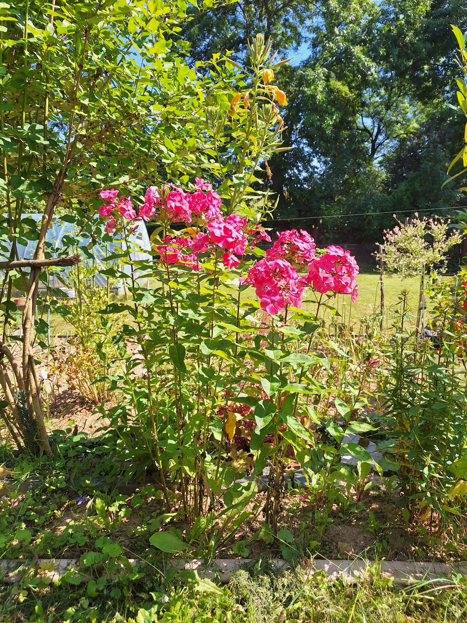 Kępa intensywnie różowych floksów w słonecznym ogrodzie, z widoczną szklarnią w tle i różnorodną roślinnością.