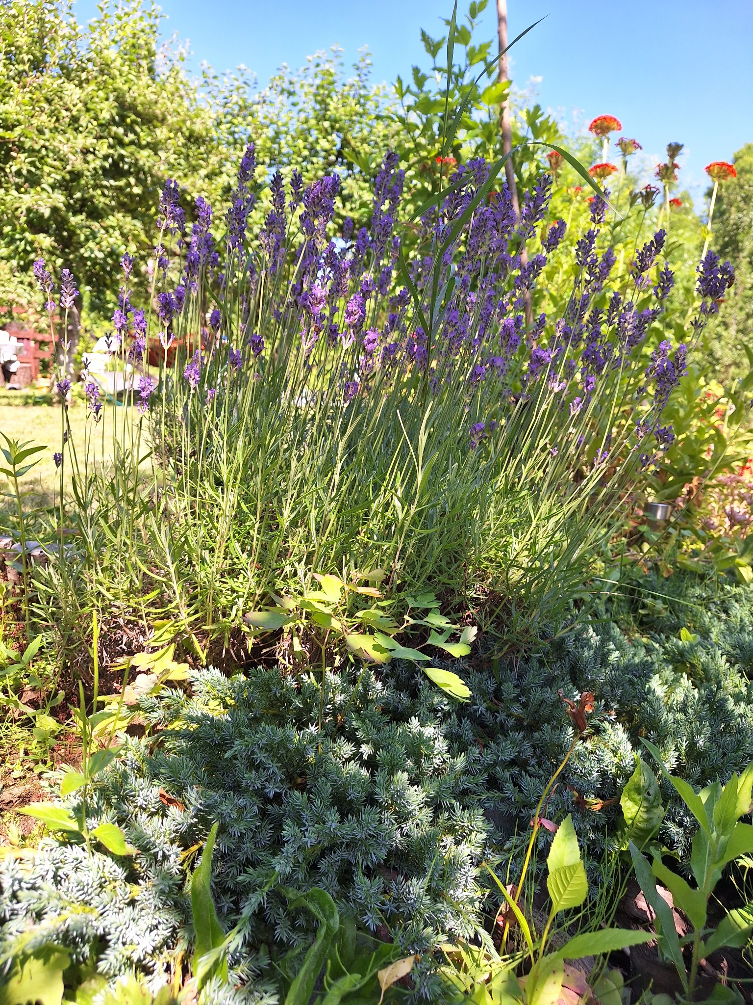 Kępa kwitnącej lawendy w ogrodzie, otoczona niskimi krzewami iglastymi i innymi roślinami, w tle drzewa i błękitne niebo.
