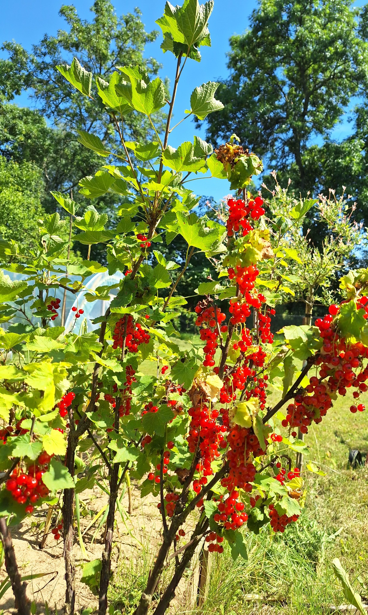 Krzew czerwonej porzeczki z obfitymi kiściami dojrzałych owoców, widoczne zielone liście i fragment szklarni w tle, słoneczny dzień.