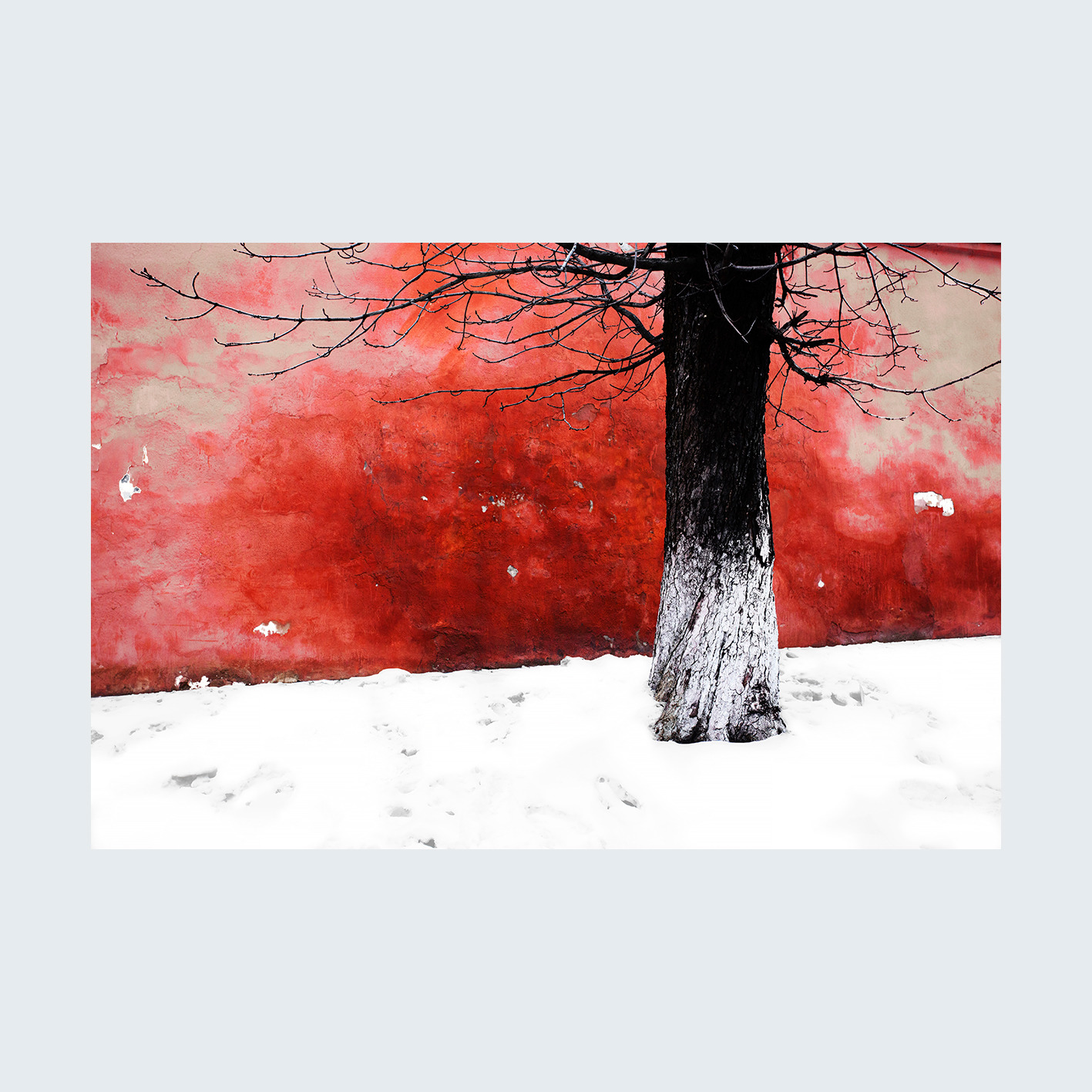 fotoobraz autorski, DRZEWA 2, format 3 do 2