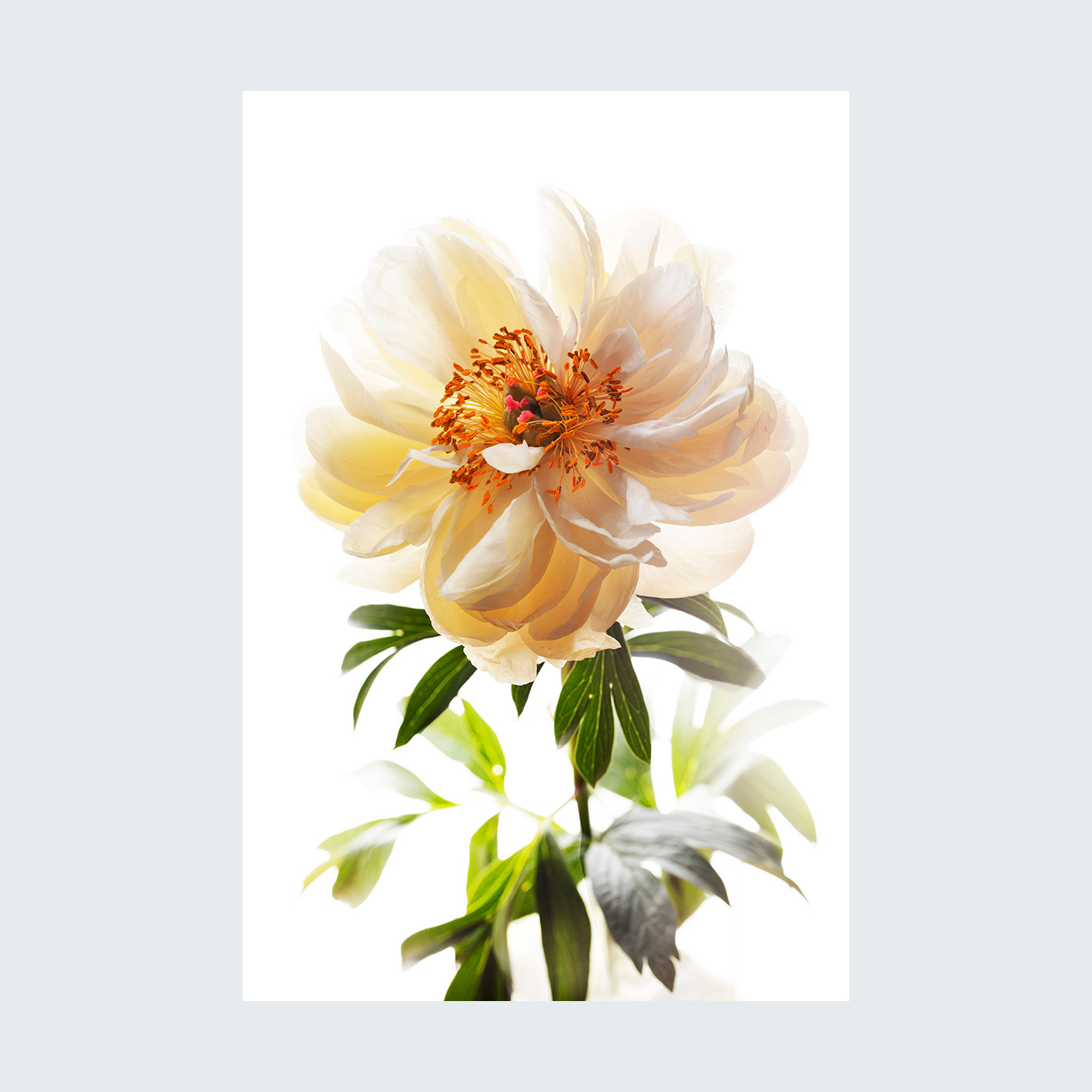 fotoobraz autorski, MOTYW 6 , format 3 do 2