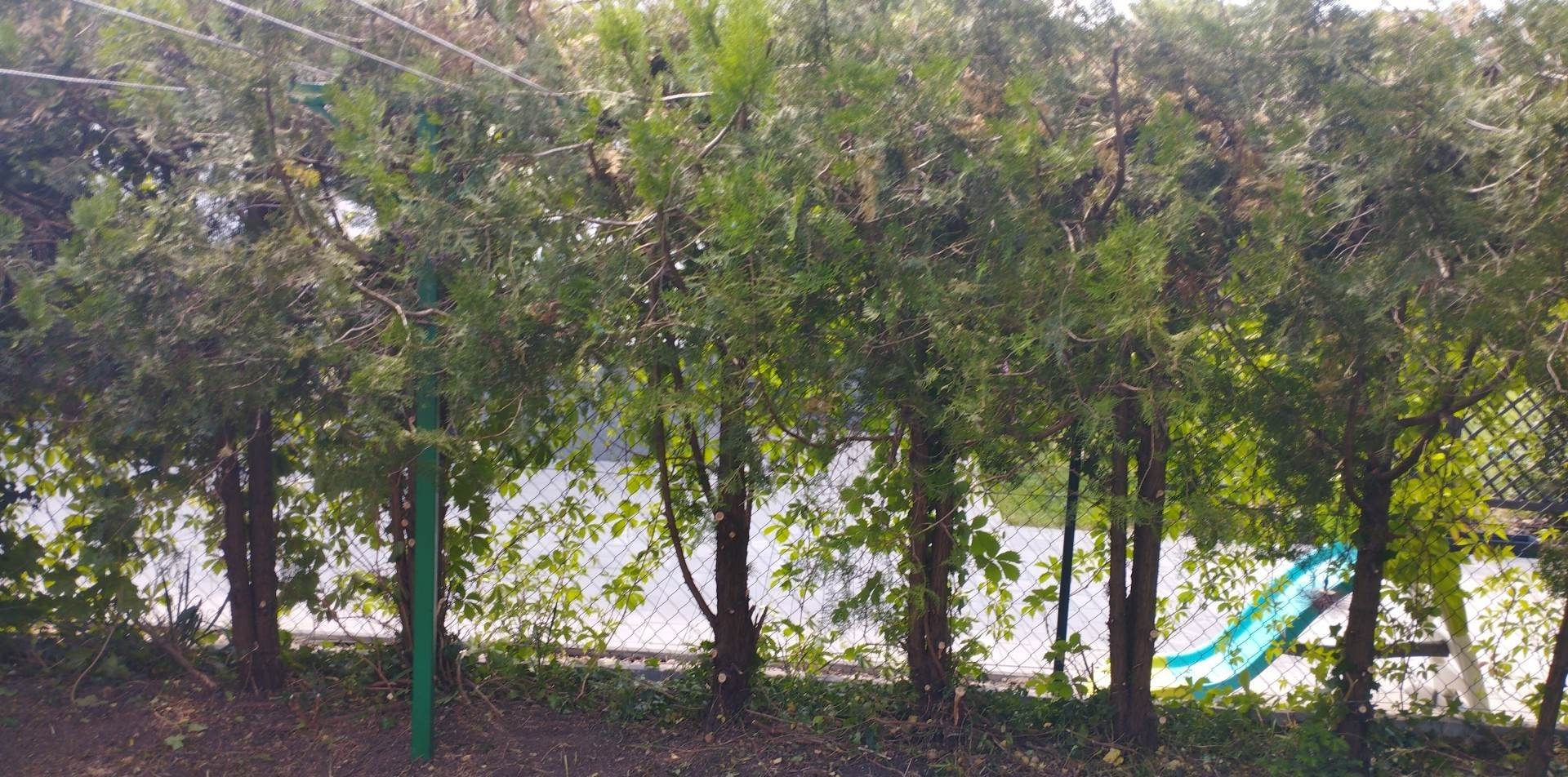 Żywopłot z iglaków za siatką, z widocznym fragmentem niebieskiej zjeżdżalni w tle.