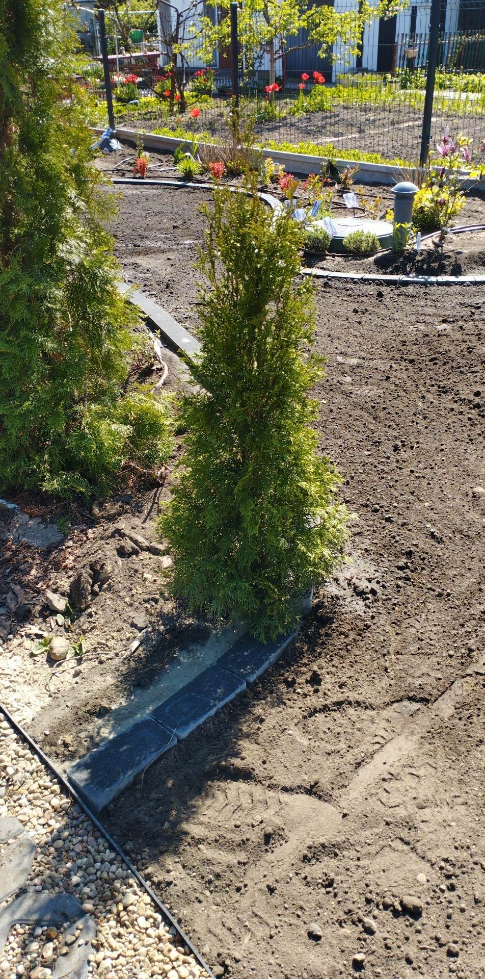 Dwie małe tuje posadzone w świeżo przygotowanym gruncie, obrzeże z kostki brukowej, widoczne ślady opon na ziemi, trawnik w tle.